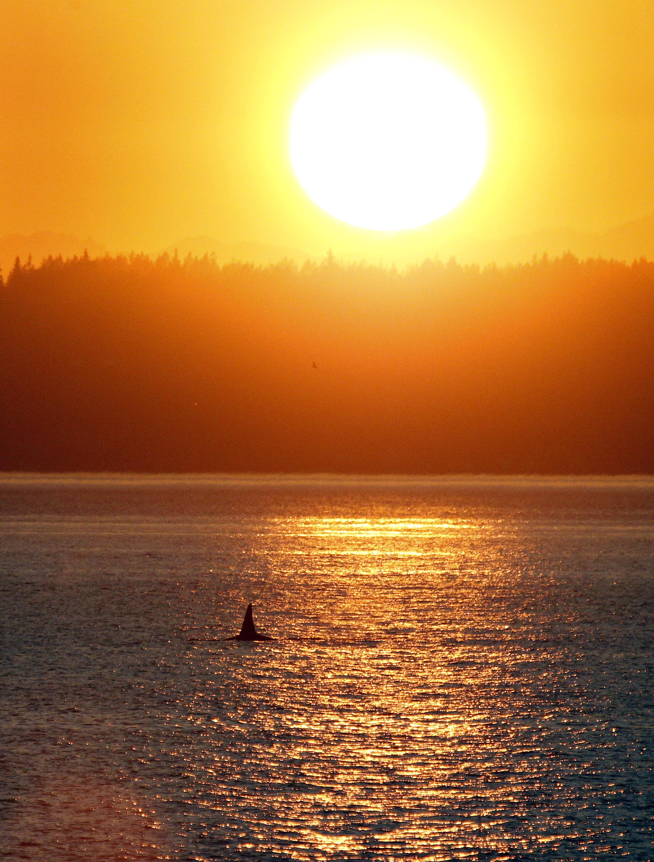 6 orcas identified off West Seattle as sun sets | KNKX