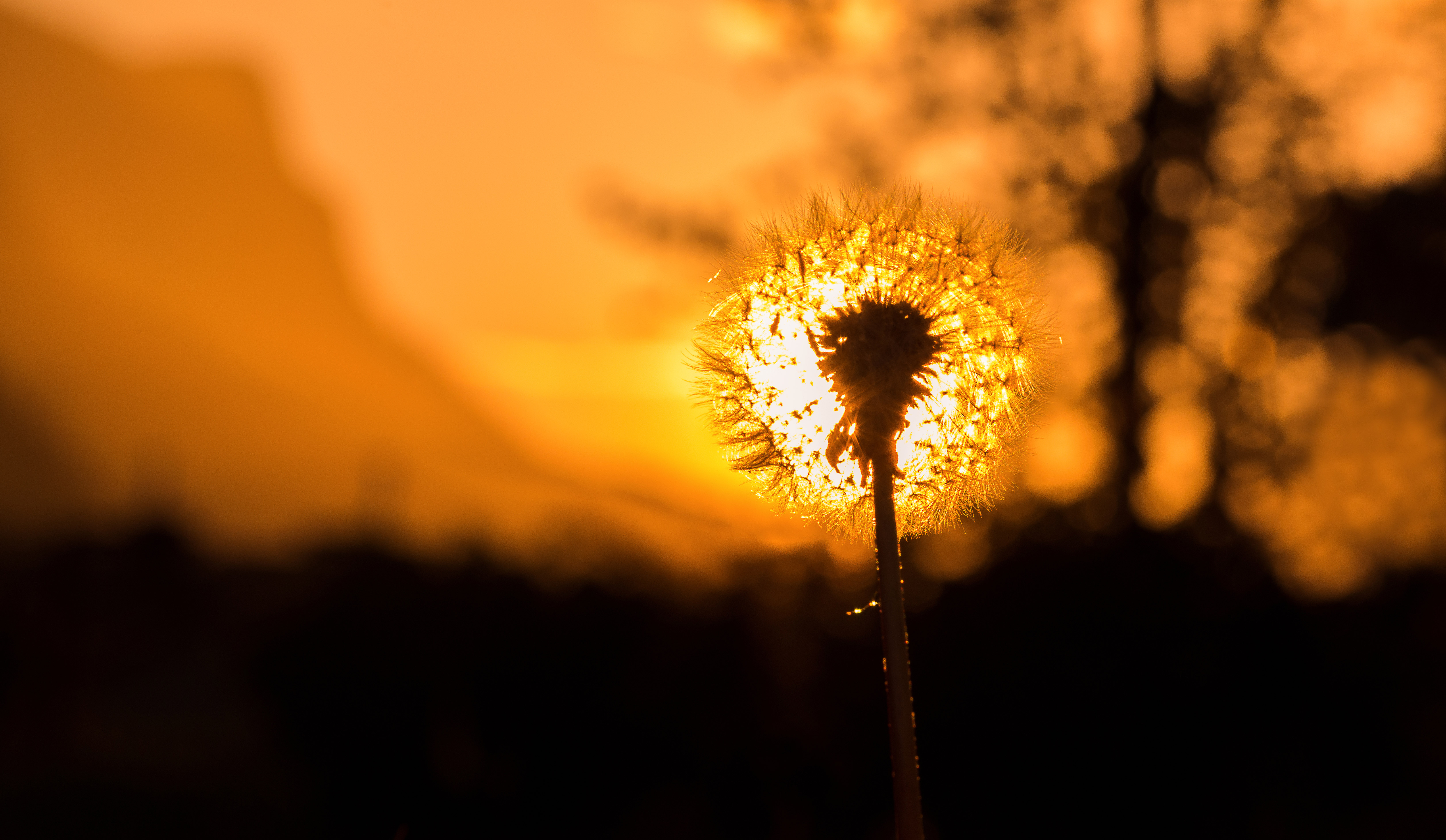 File:Dandelion in the setting sun.jpg - Wikimedia Commons