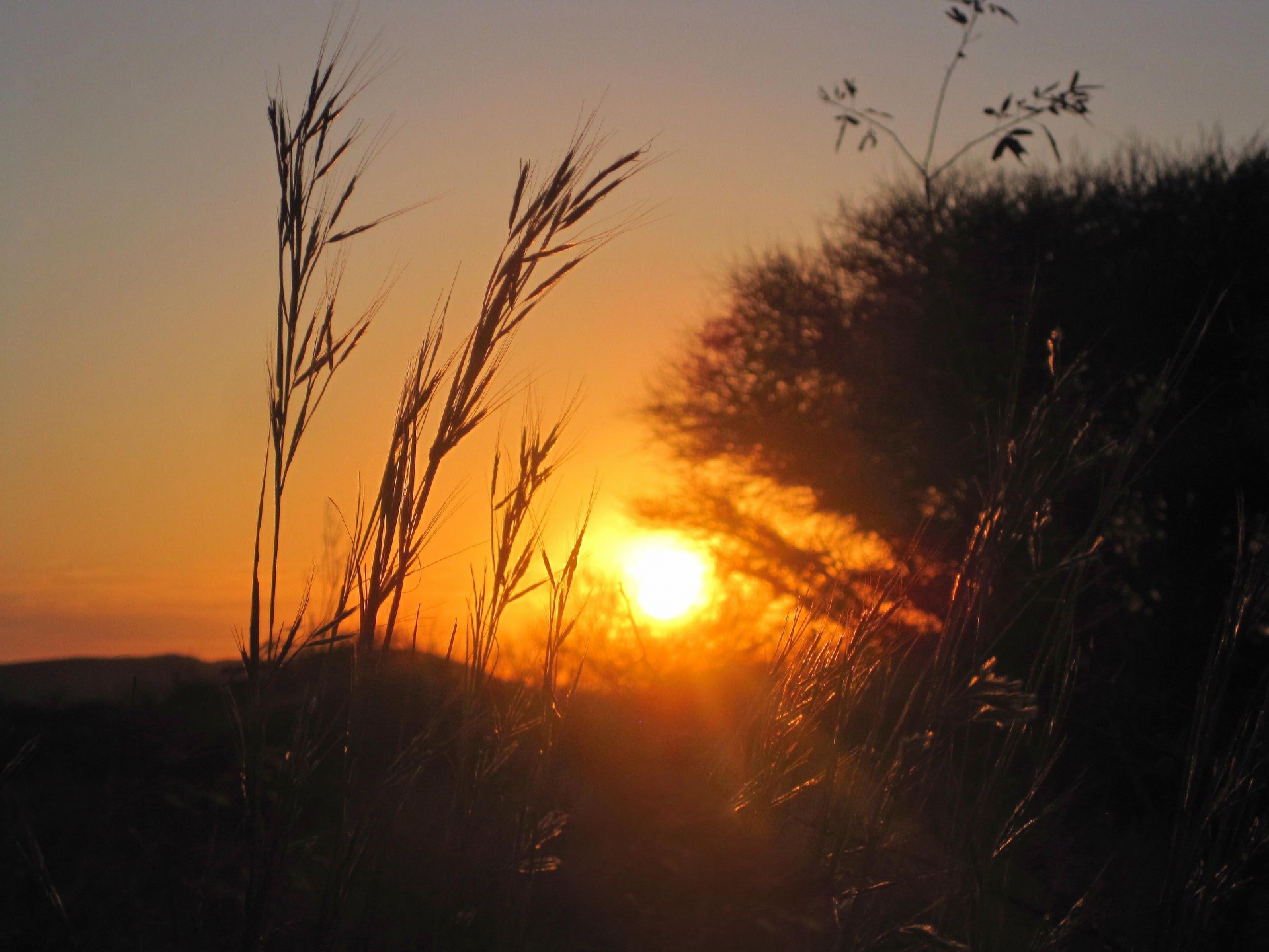 Strands Of Grass With Setting Sun Free Stock Photo - Public Domain ...