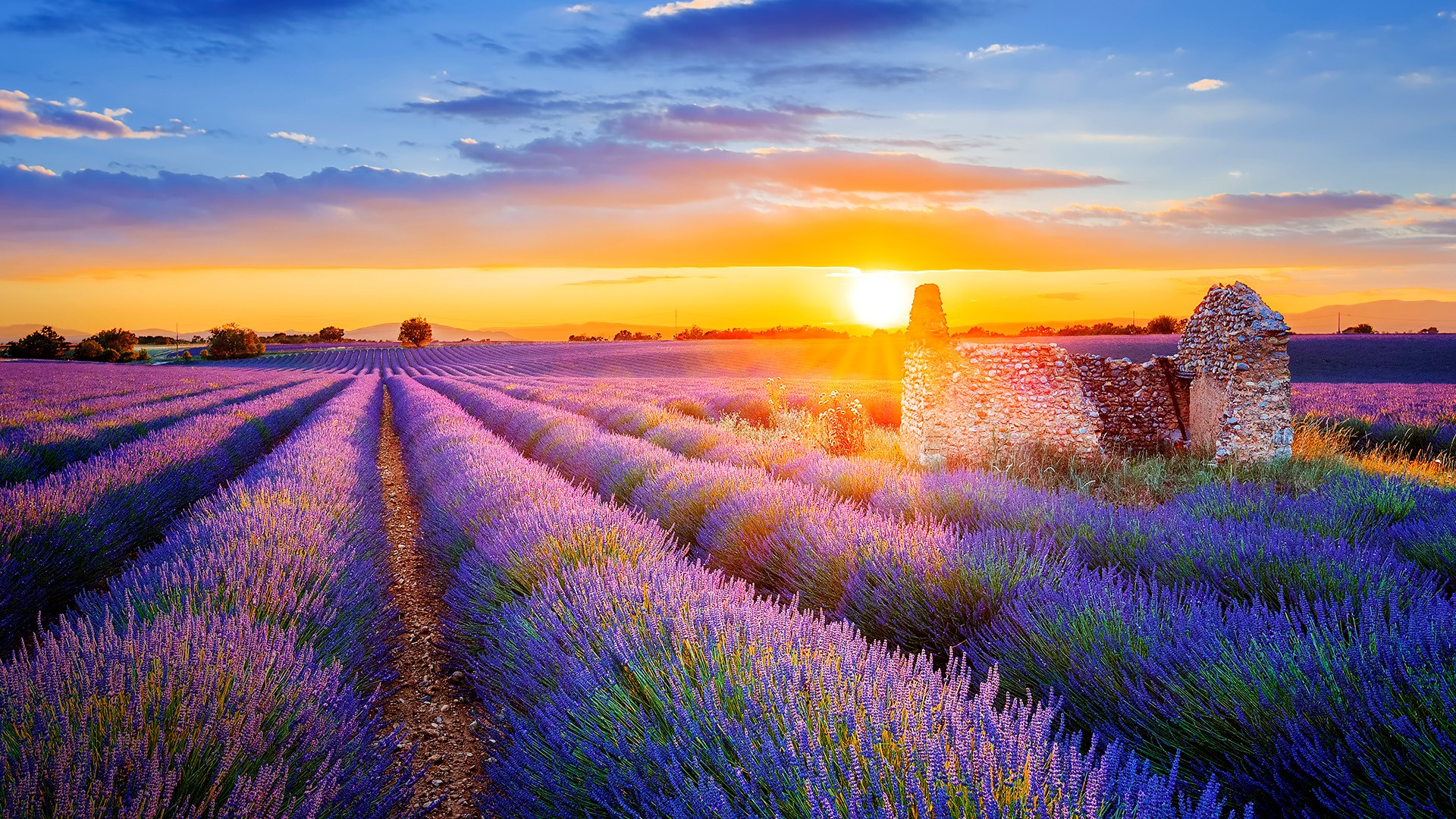 Setting sun over lavender filed in Valensole, Provence, France ...