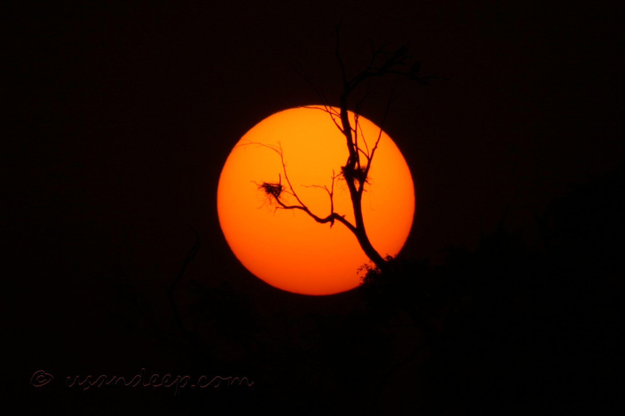 Sandeep 's World >> Setting sun and a nest