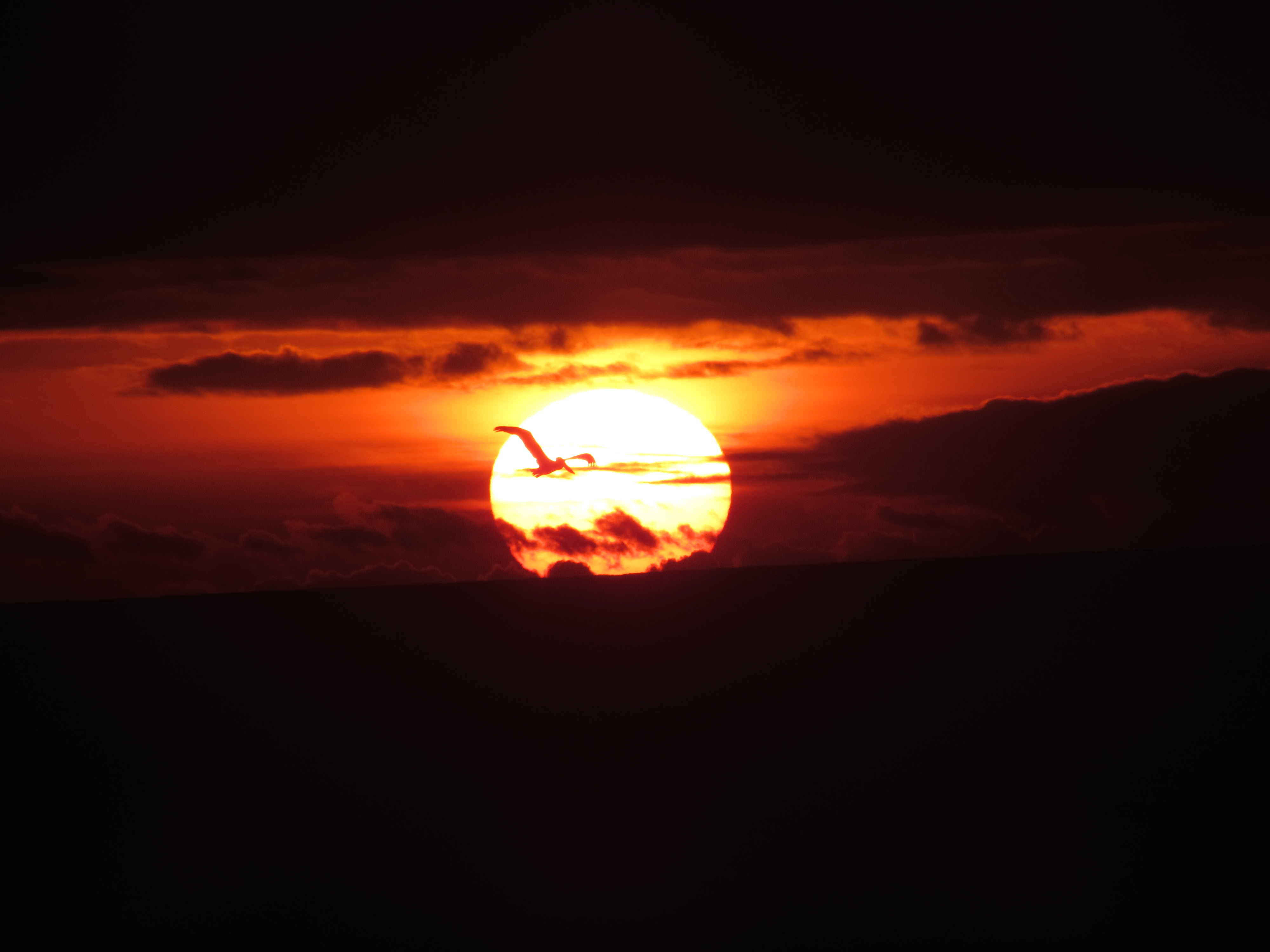 Brown Pelican and the setting sun – Mendonoma Sightings