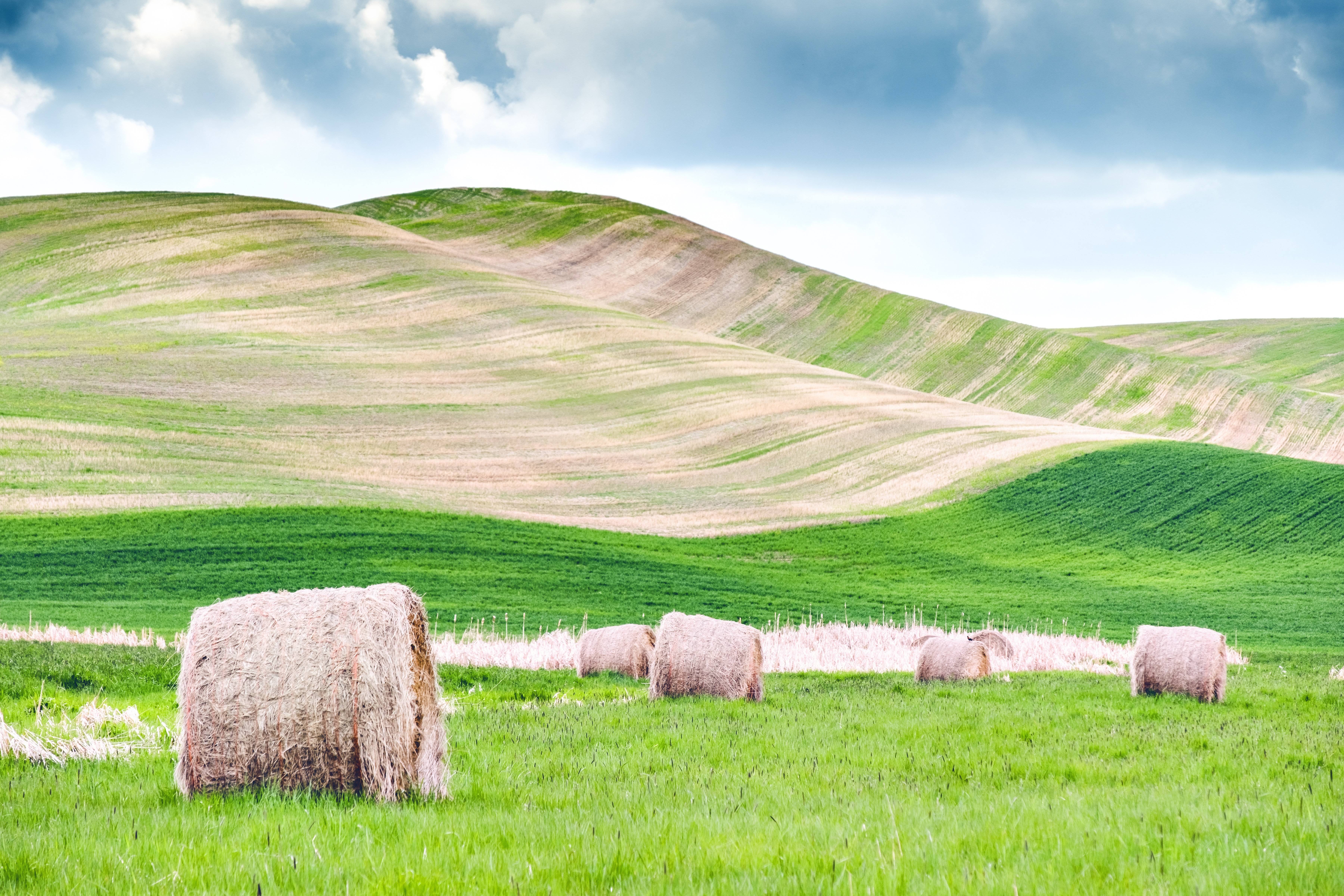 Several hay rolls on grass field within mountain range photo