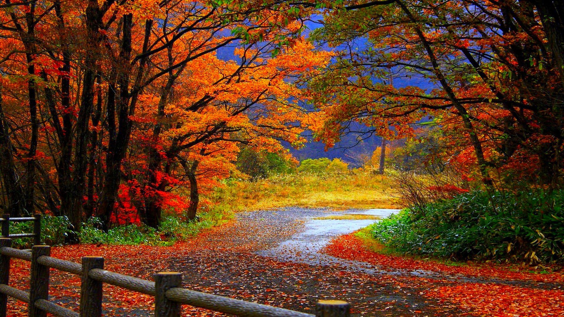 Shades Of Autumn - WallDevil