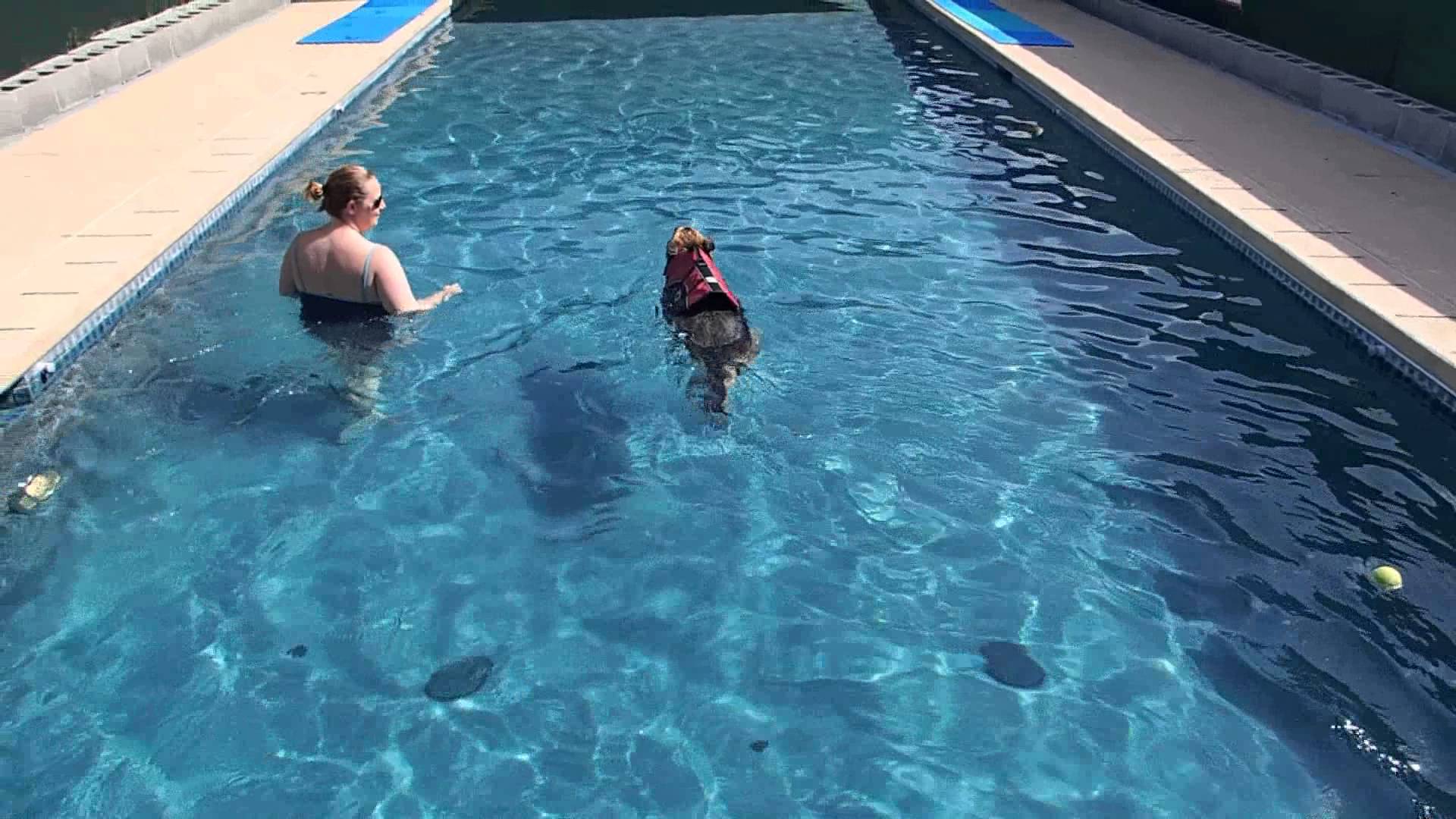 German Shepherd Shadow Swimming in swimming pool with his Mom 10 ...