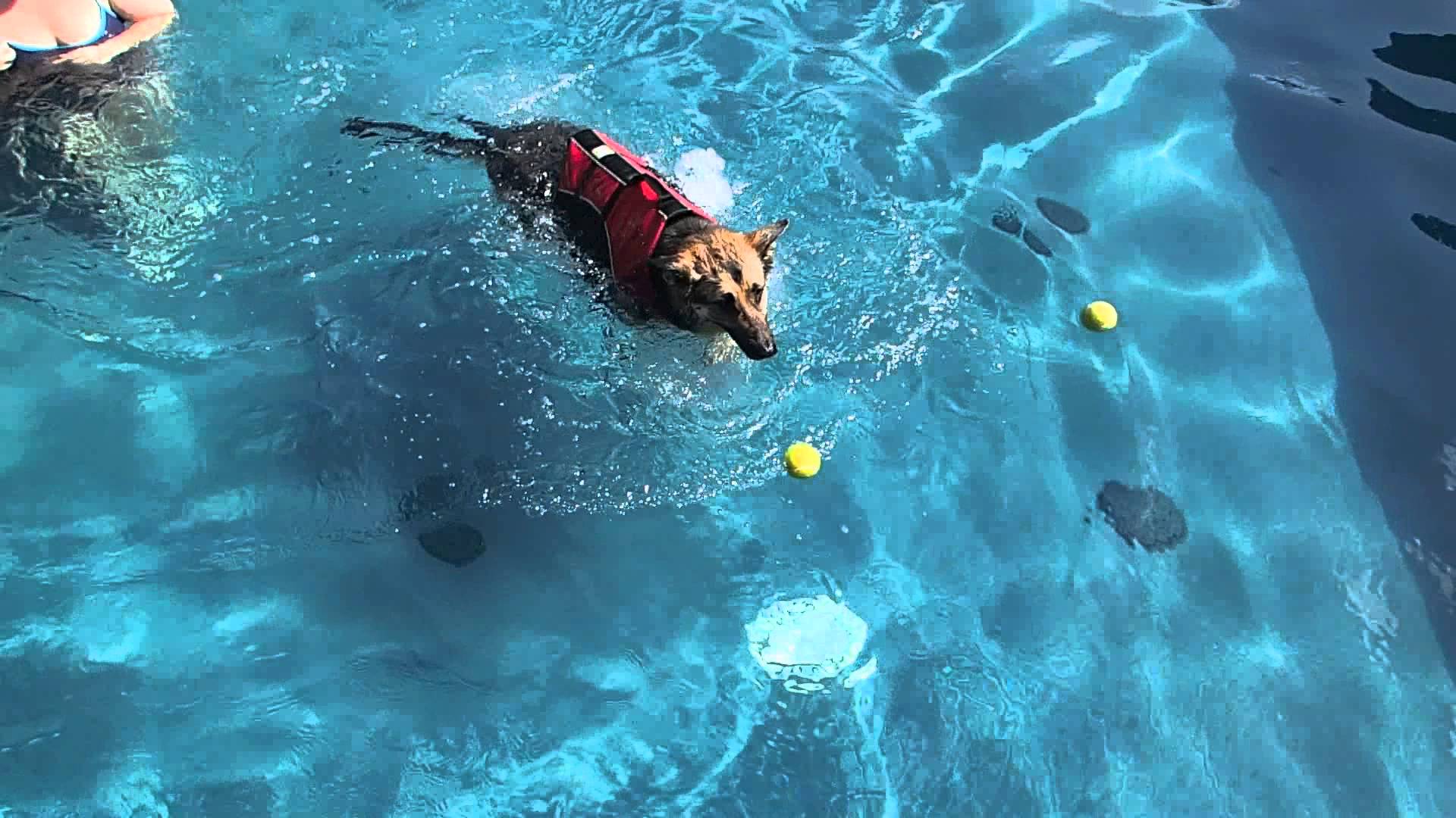 German Shepherd Shadow Swimming in swimming pool for physical ...