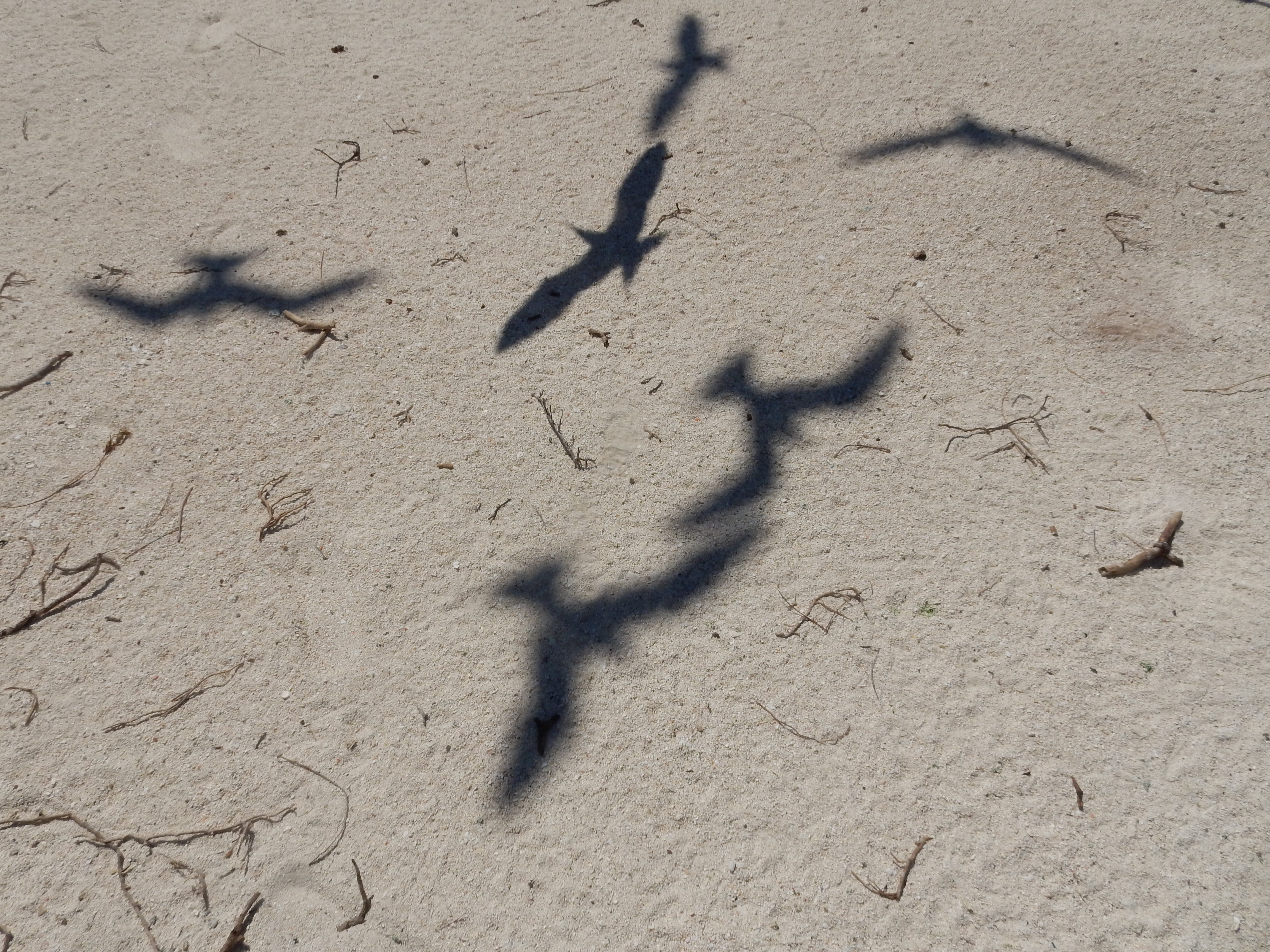 Shadows on hot sand – Wild Bird Conservation