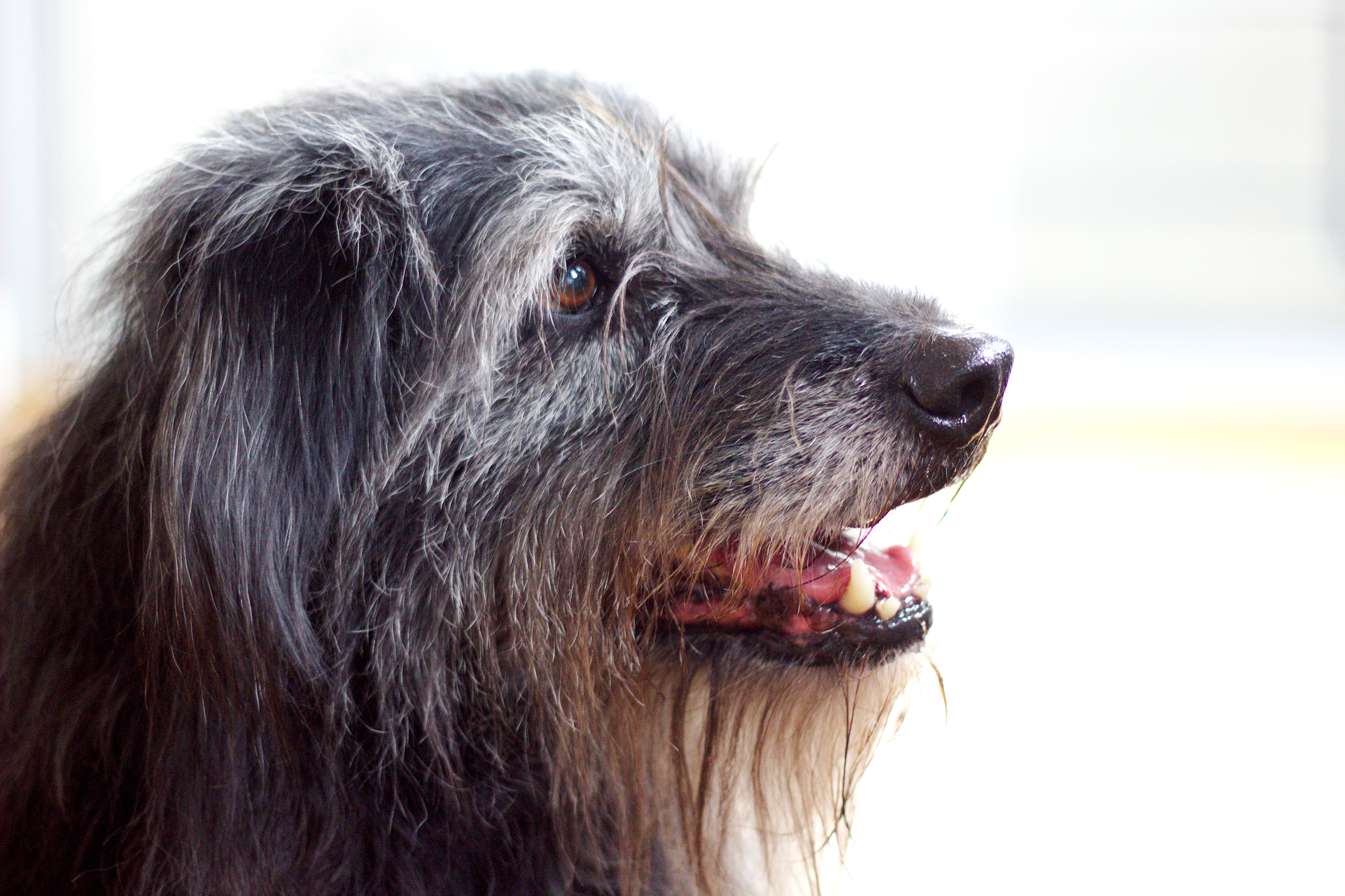 File:Nora the shaggy dog 13.jpg - Wikimedia Commons