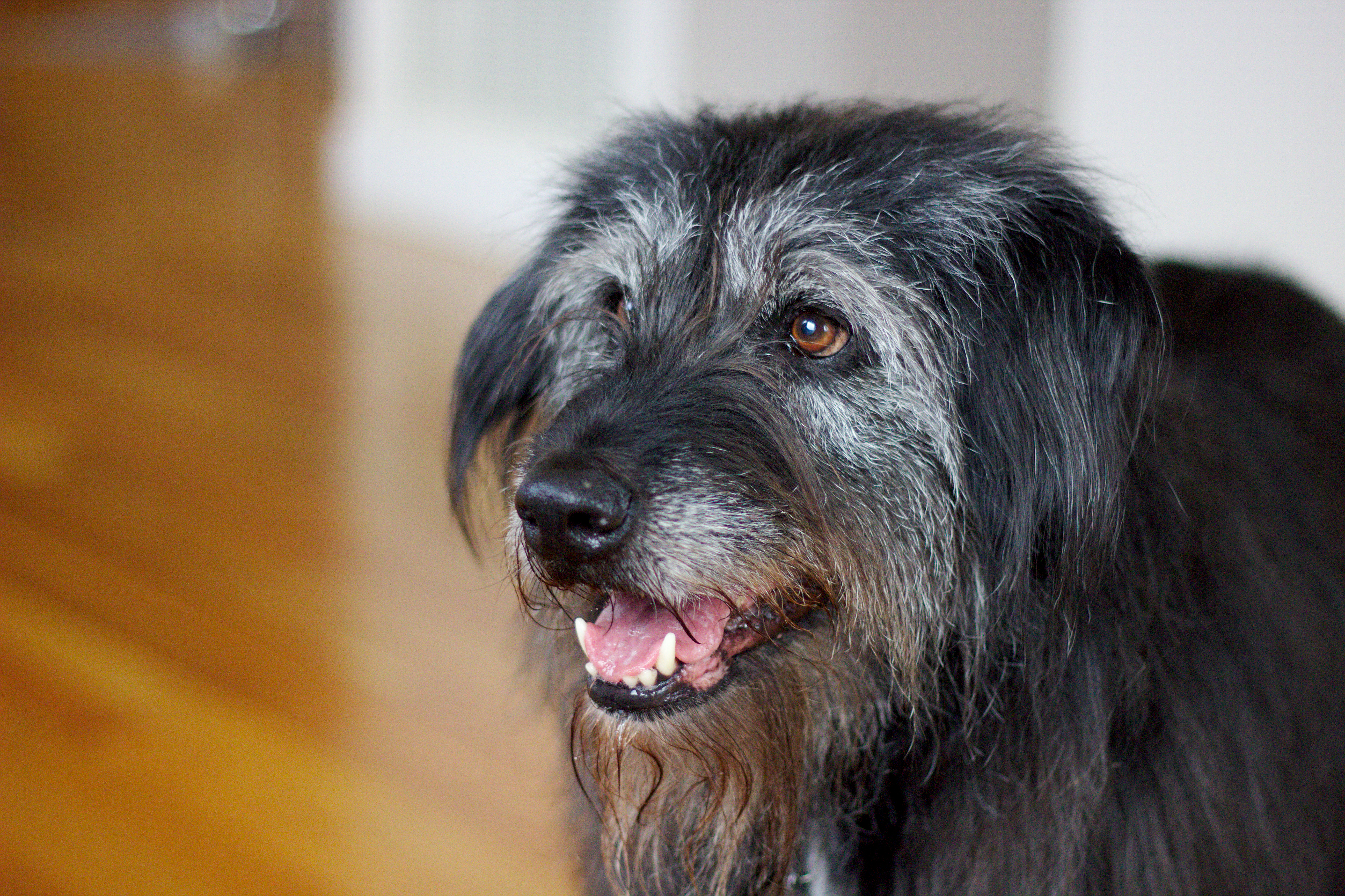 File:Nora the shaggy dog 09.jpg - Wikimedia Commons