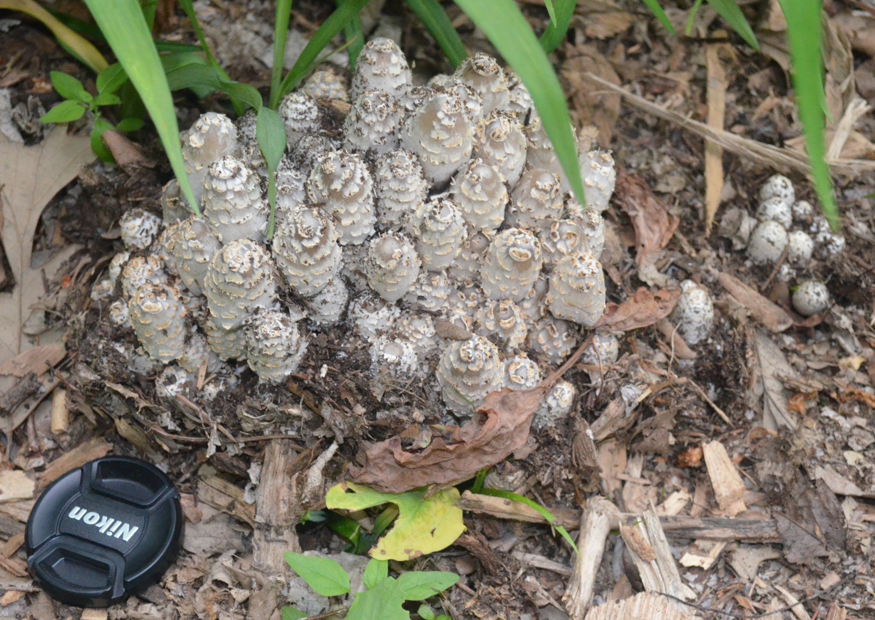 Identify this Mysterious Iowa Mushroom , 