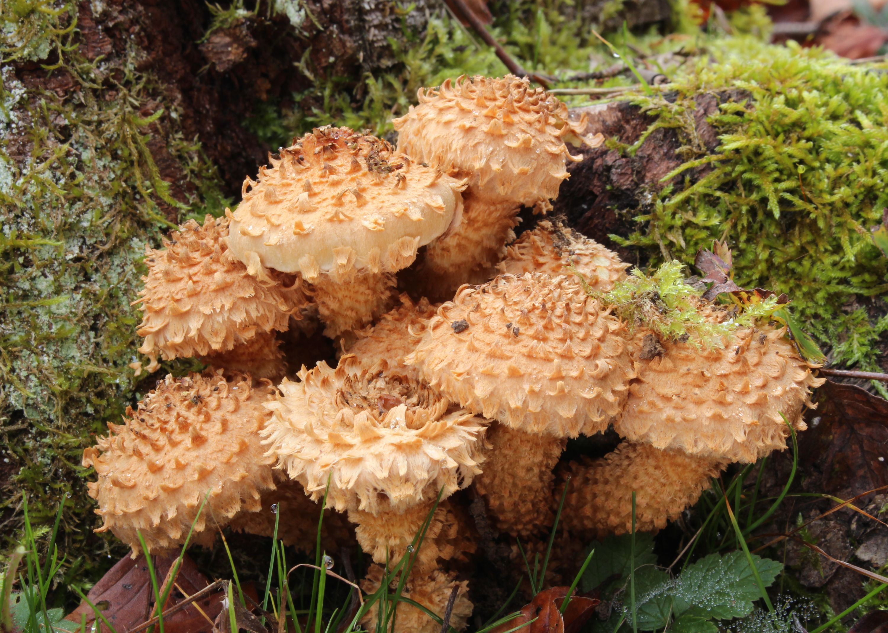 Shaggy pholiota mushrooms photo