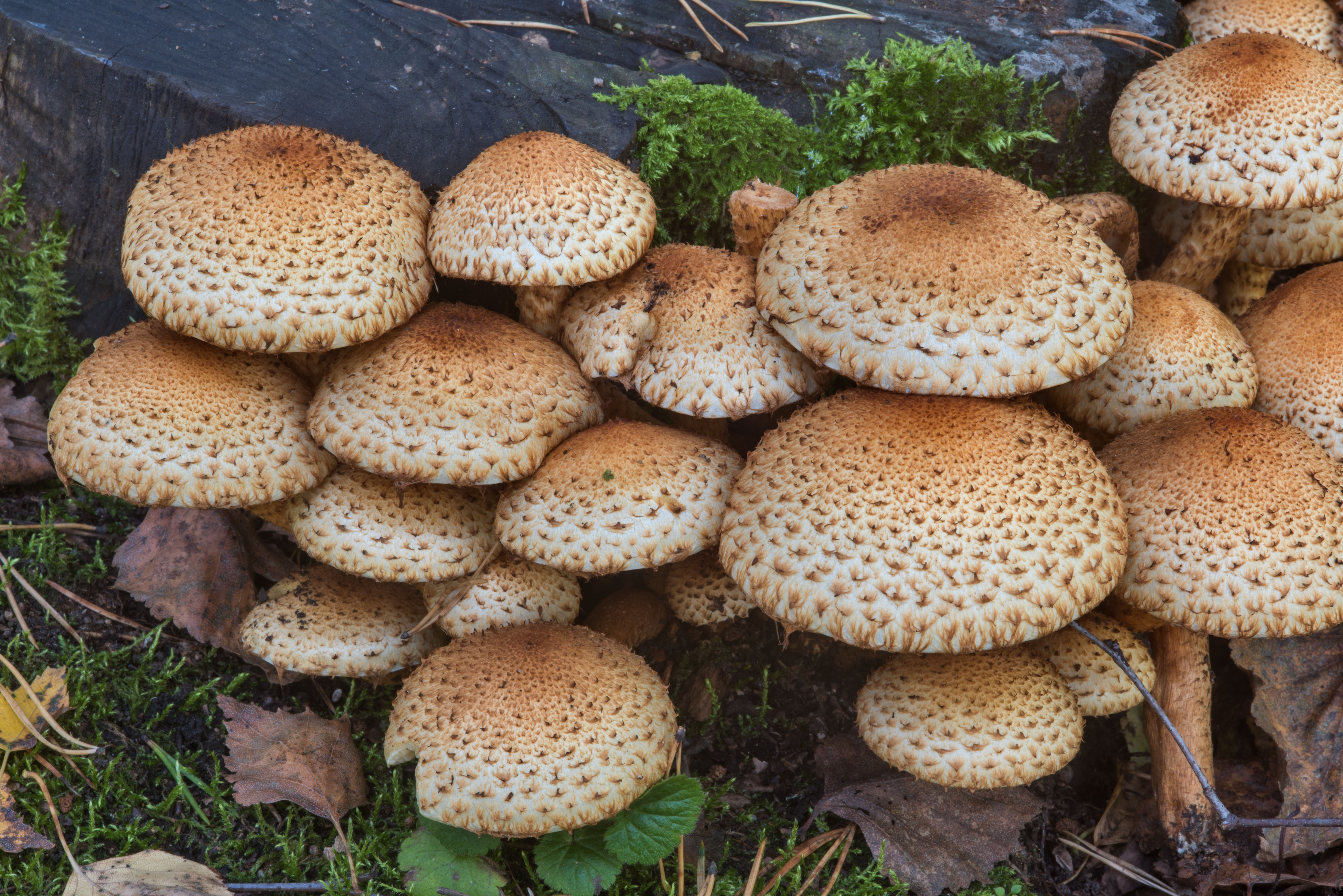 Photo 2165-27: Shaggy scalycap mushrooms (Pholiota squarrosa) in ...