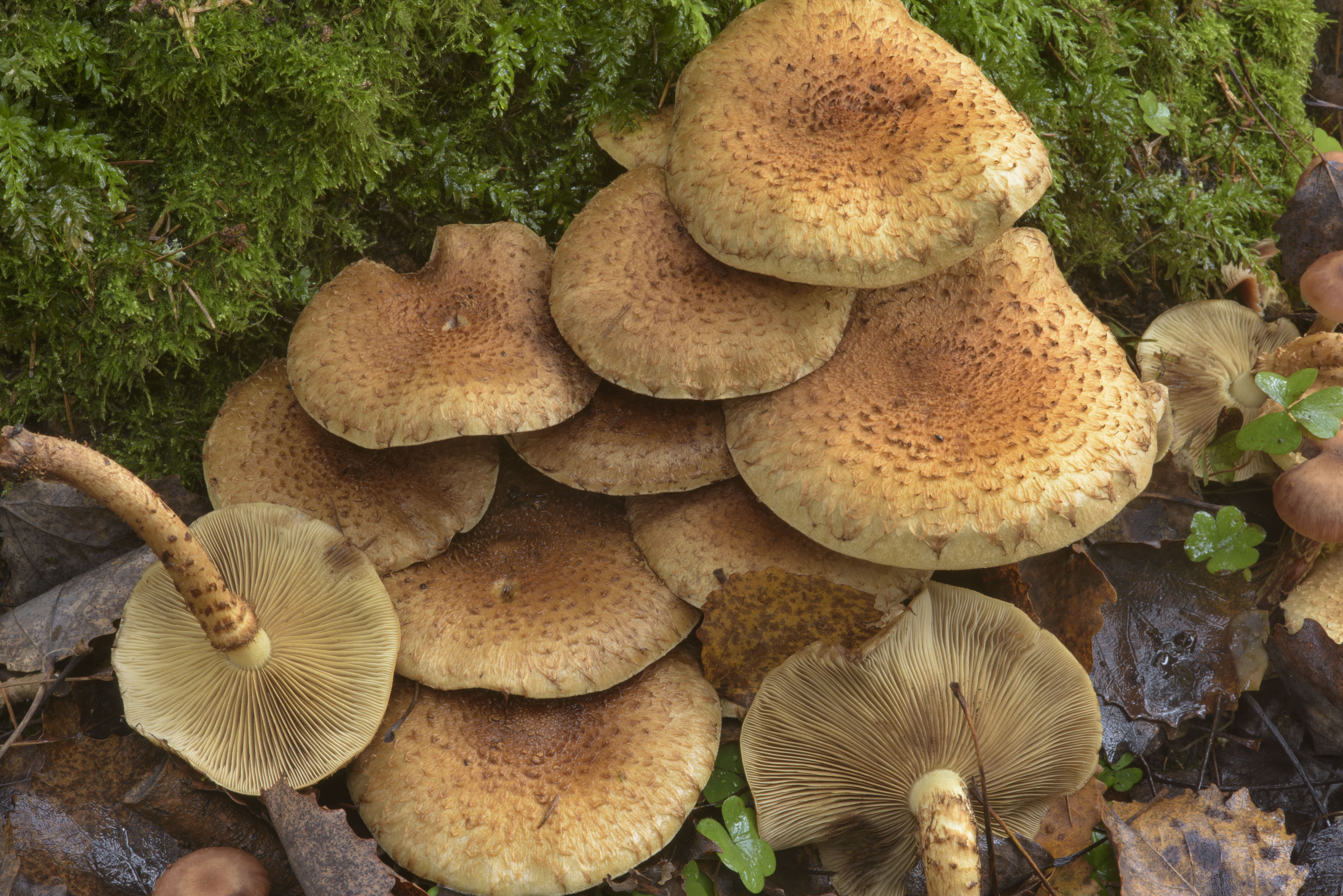 Photo 1941-31: Shaggy scalycap mushrooms (Pholiota squarrosa...south ...