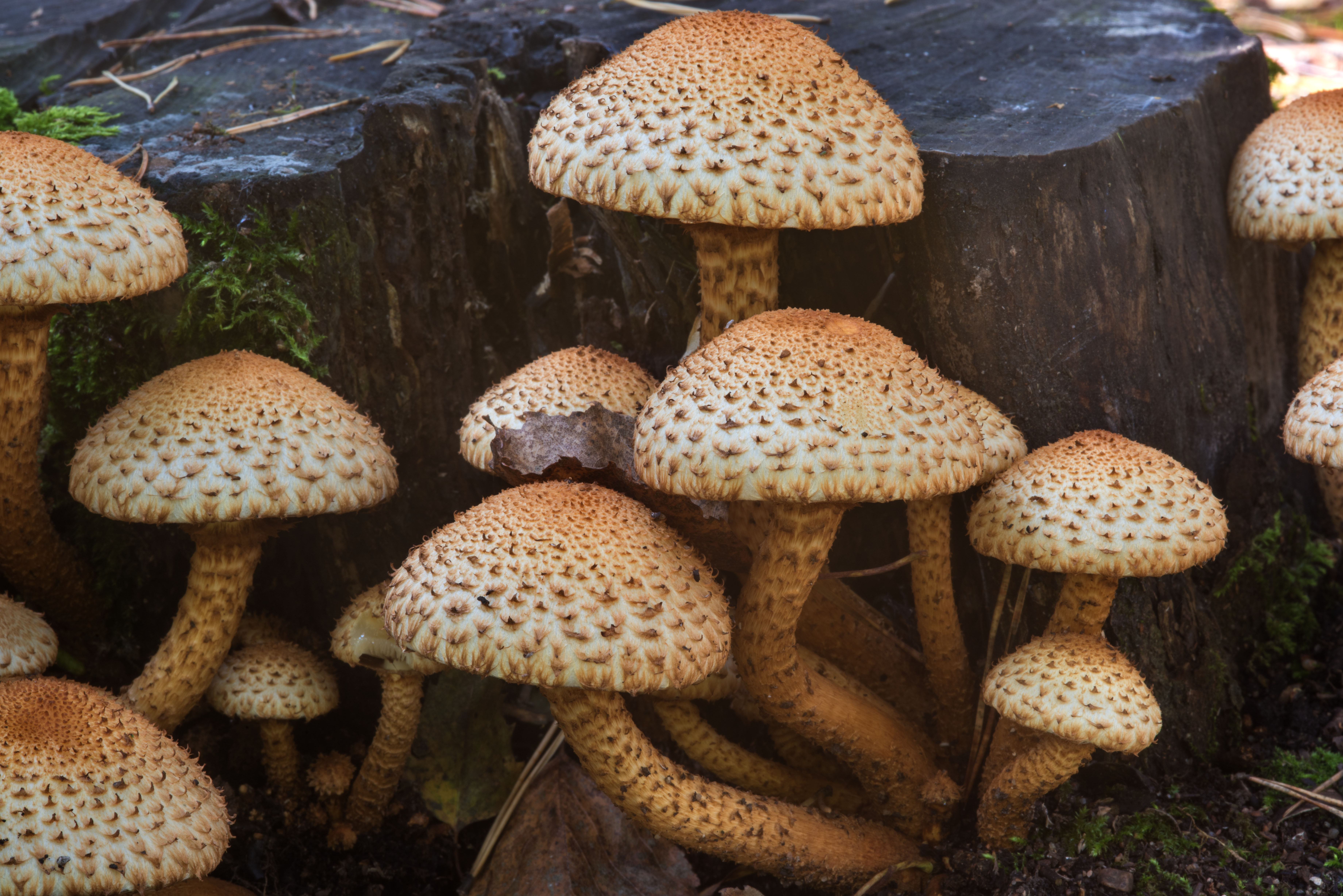 Photo 2165-28: Shaggy scalycap mushrooms (Pholiota squarrosa) on ...