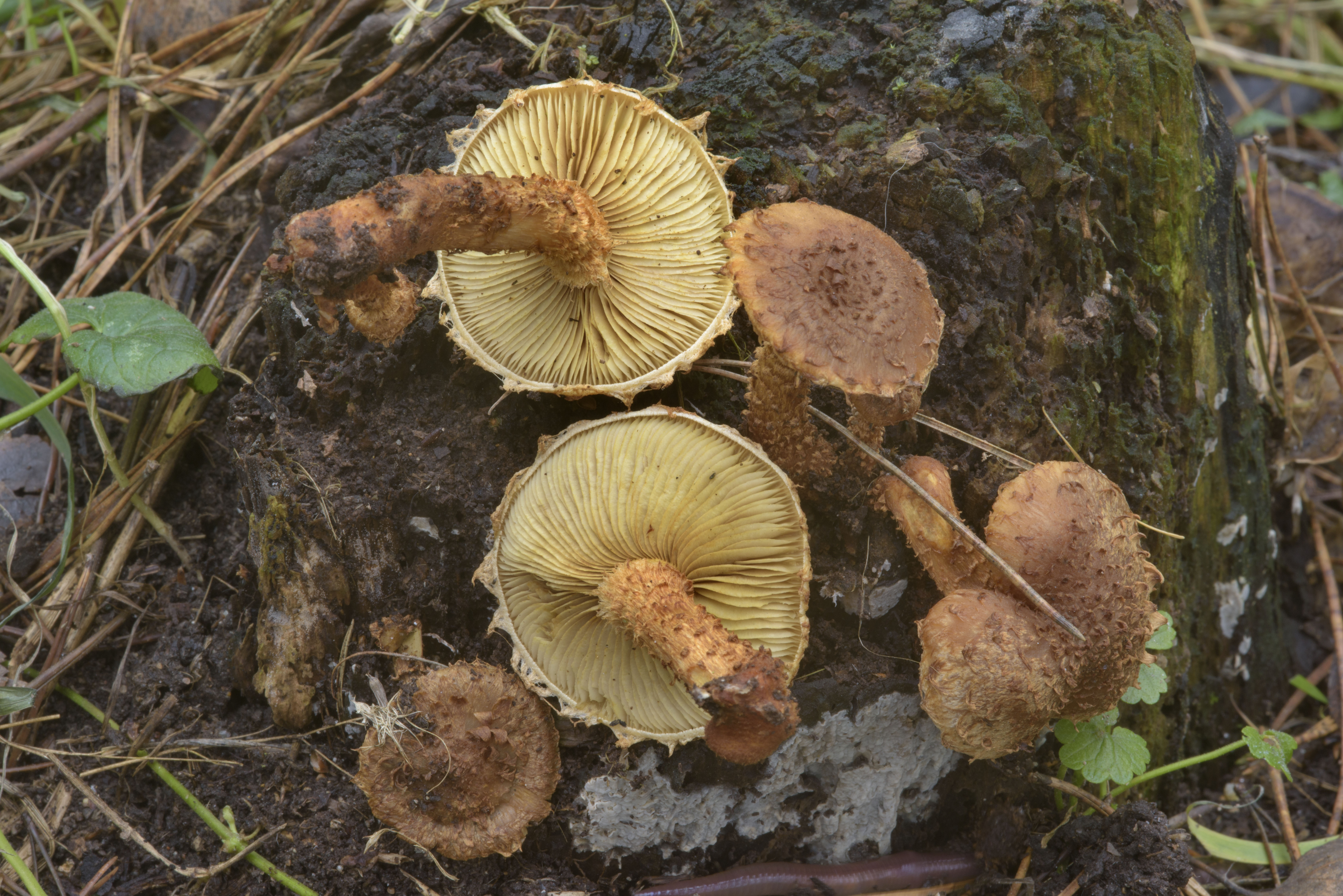 Photo 1970-31: Partially frozen shaggy scalycap mushrooms...Sosnovka ...