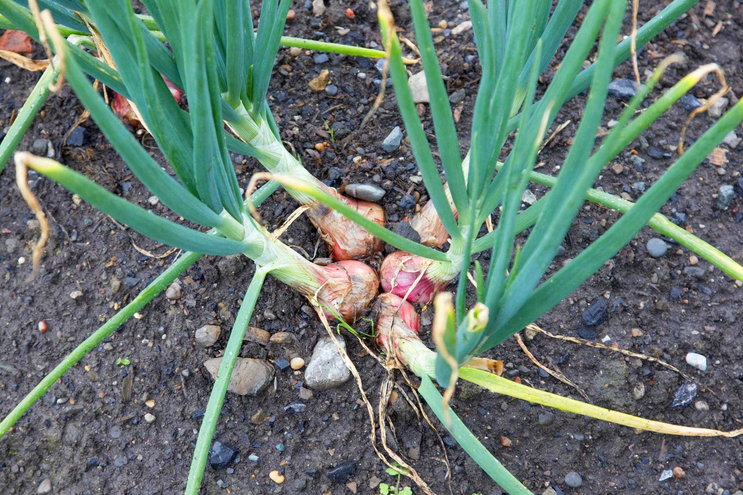 Growing Shallot Plants in the Home Vegetable Garden