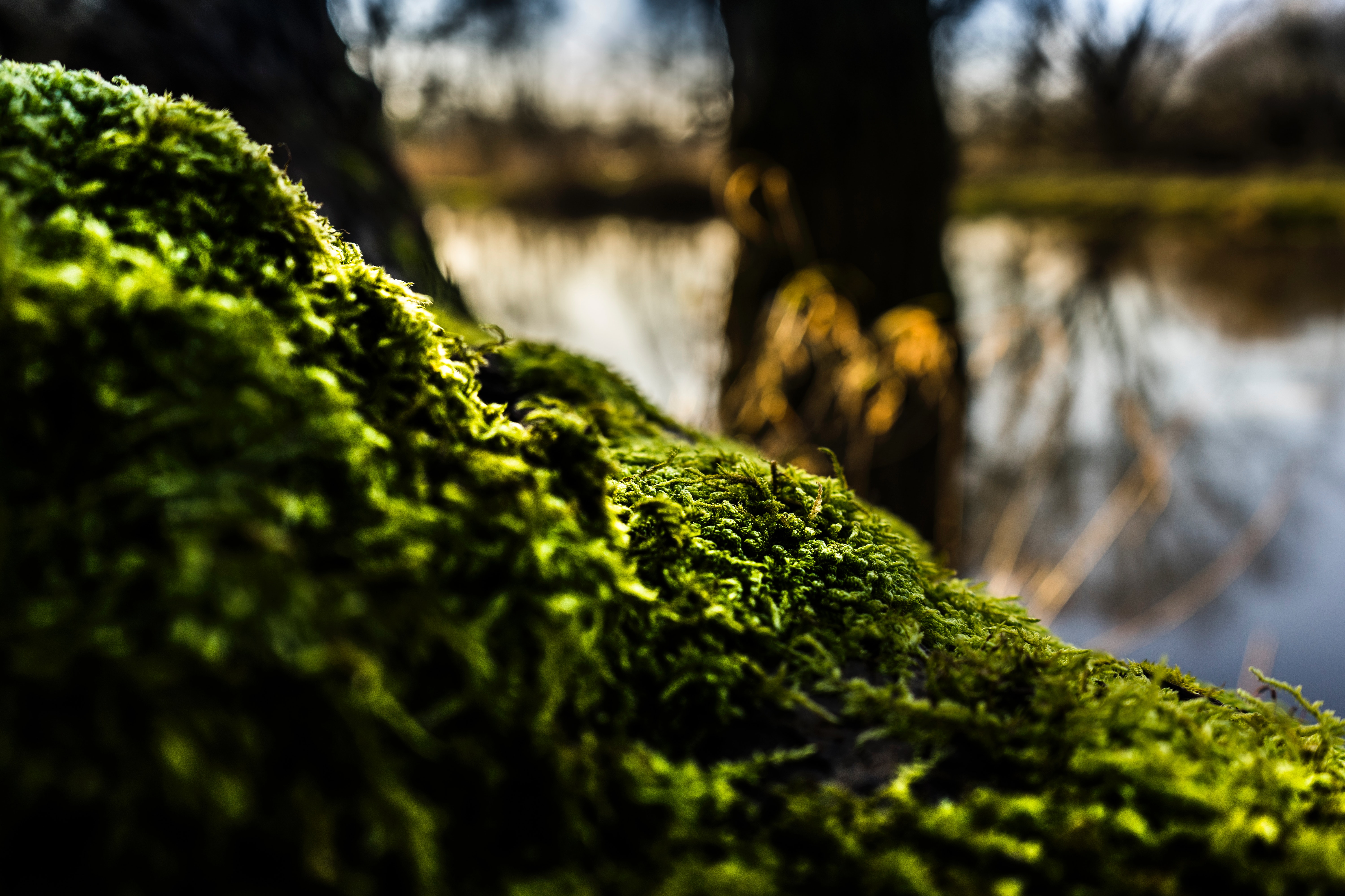 Shallow focus of green moss photo