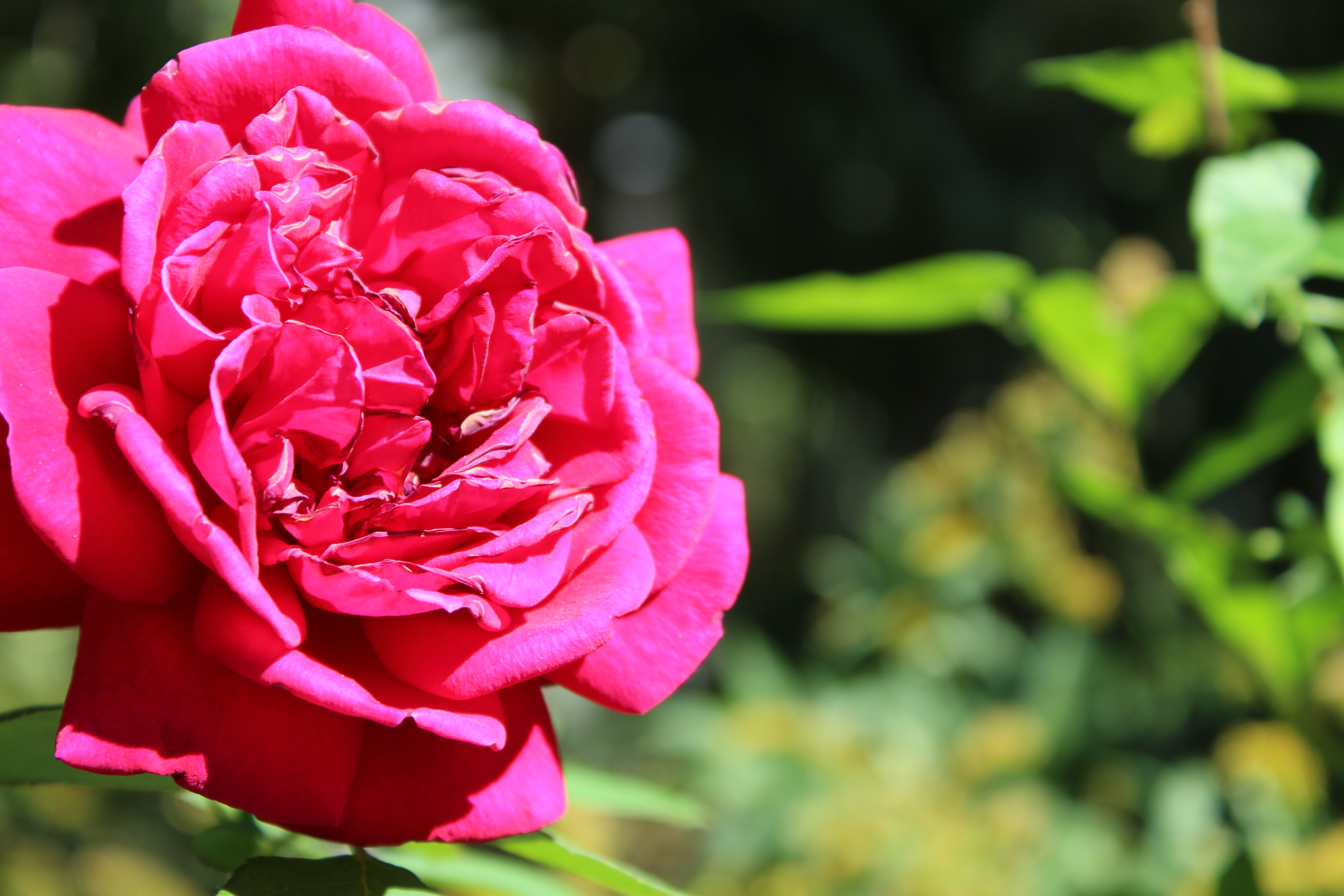 Shallow focus of pink rose photo
