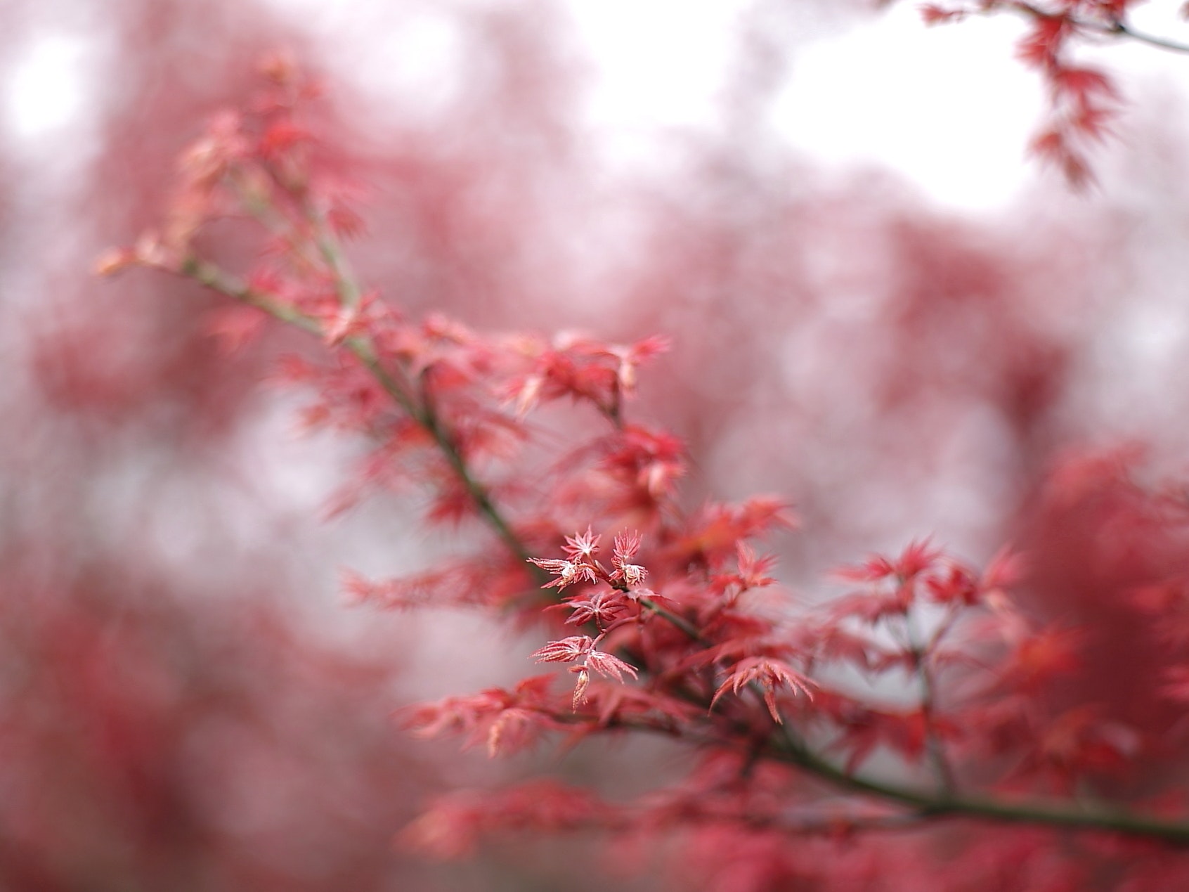 Shallow Focus of Red and White Flower, Blur, Branch, Bright, Close-up, HQ Photo