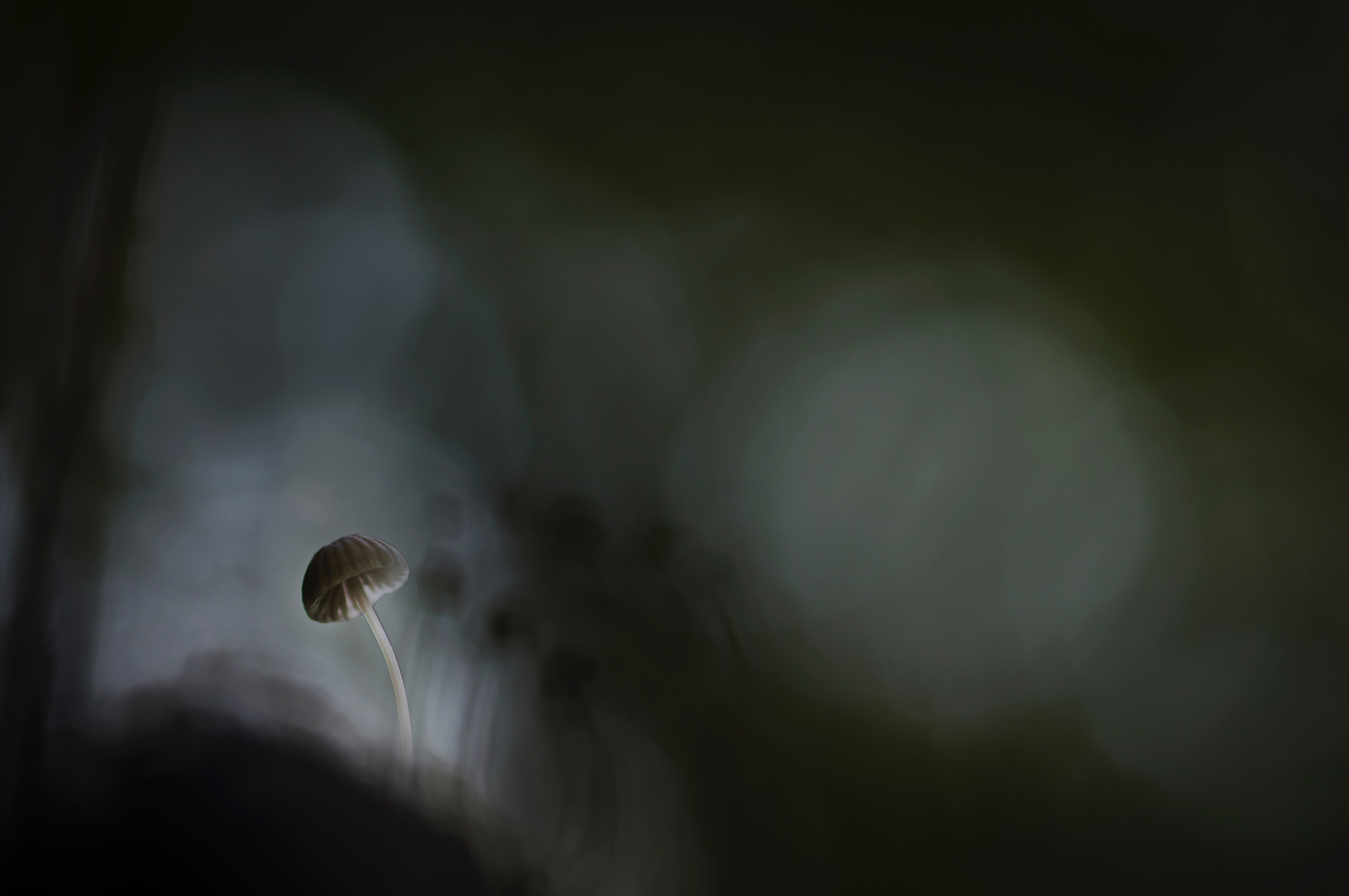 Shallow focus of white mushroom painting photo