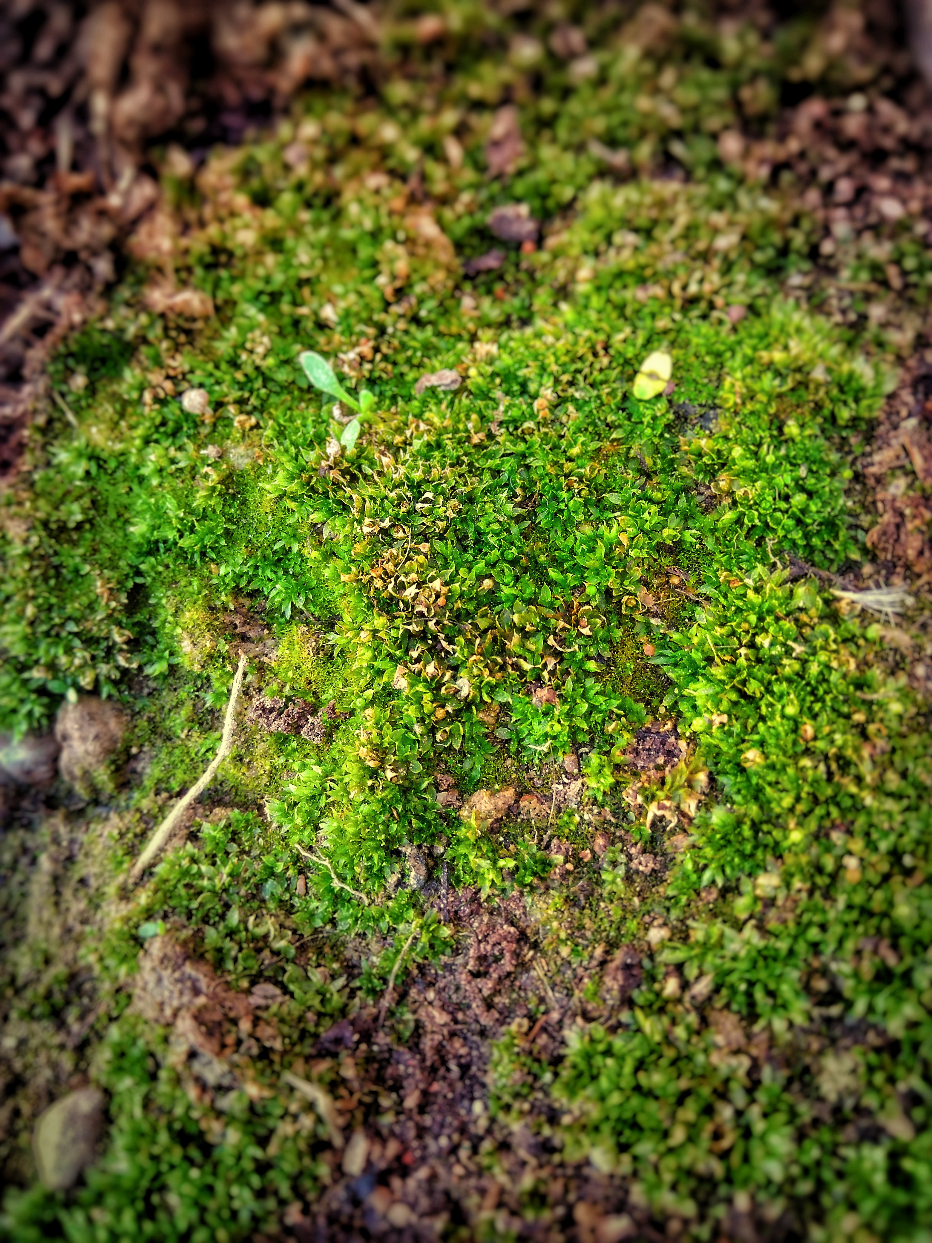 Shallow focus photo of green moss
