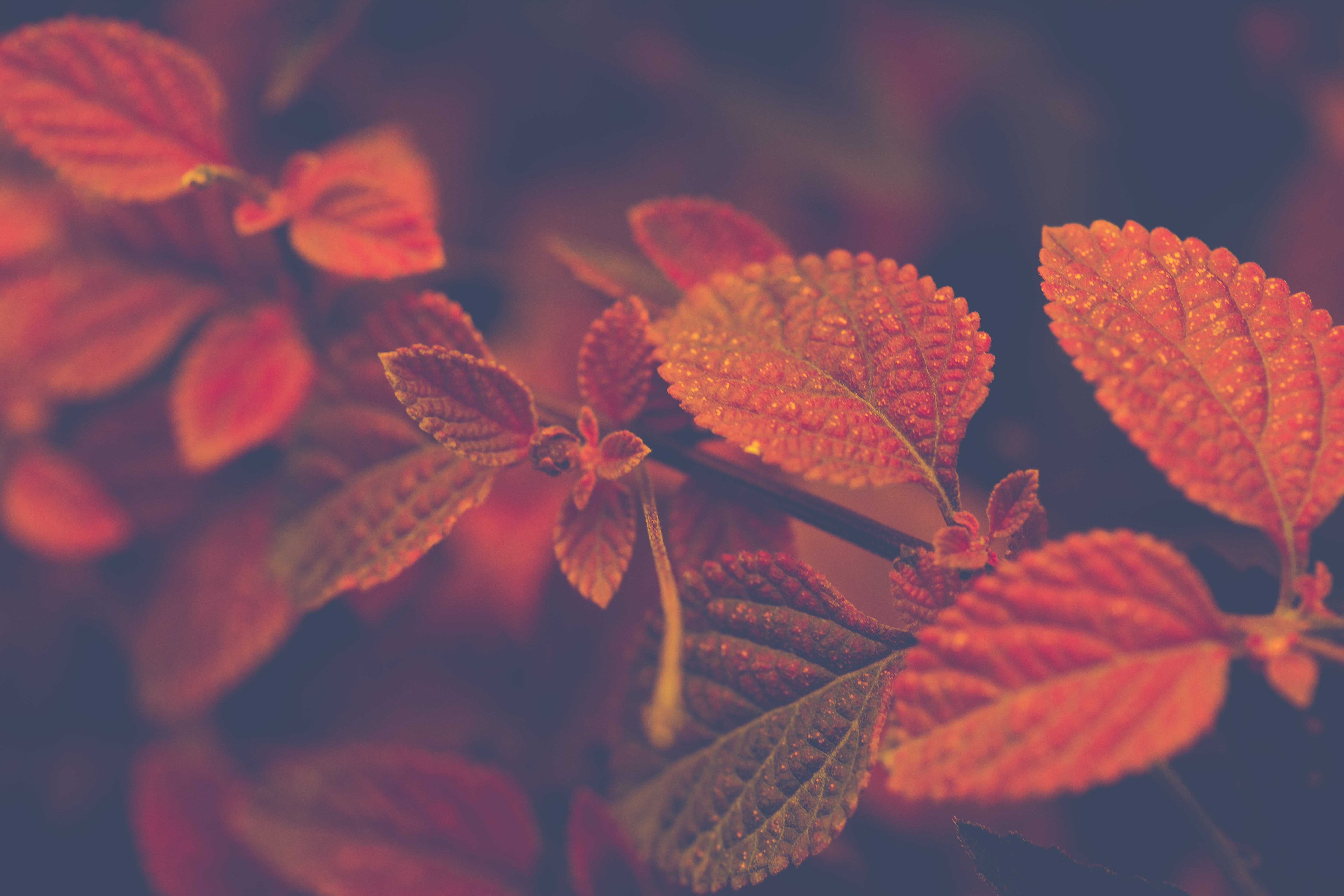 Shallow Focus Photo of Red and Brown Leaves, Autumn, Light, Tree, Texture, HQ Photo