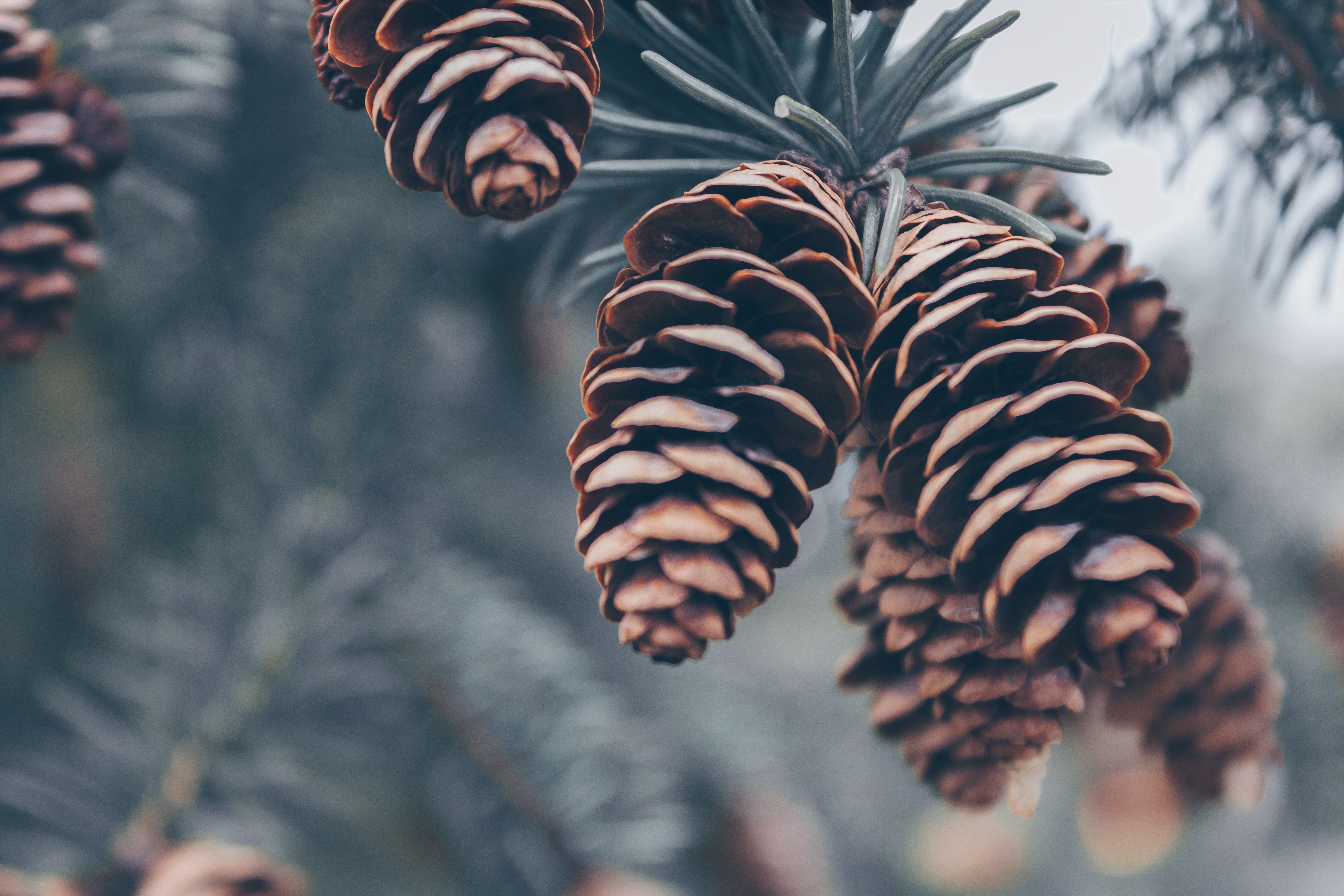 Shallow Focus Photography of Brown Pinecones, Blur, Branch, Close-up, Color, HQ Photo