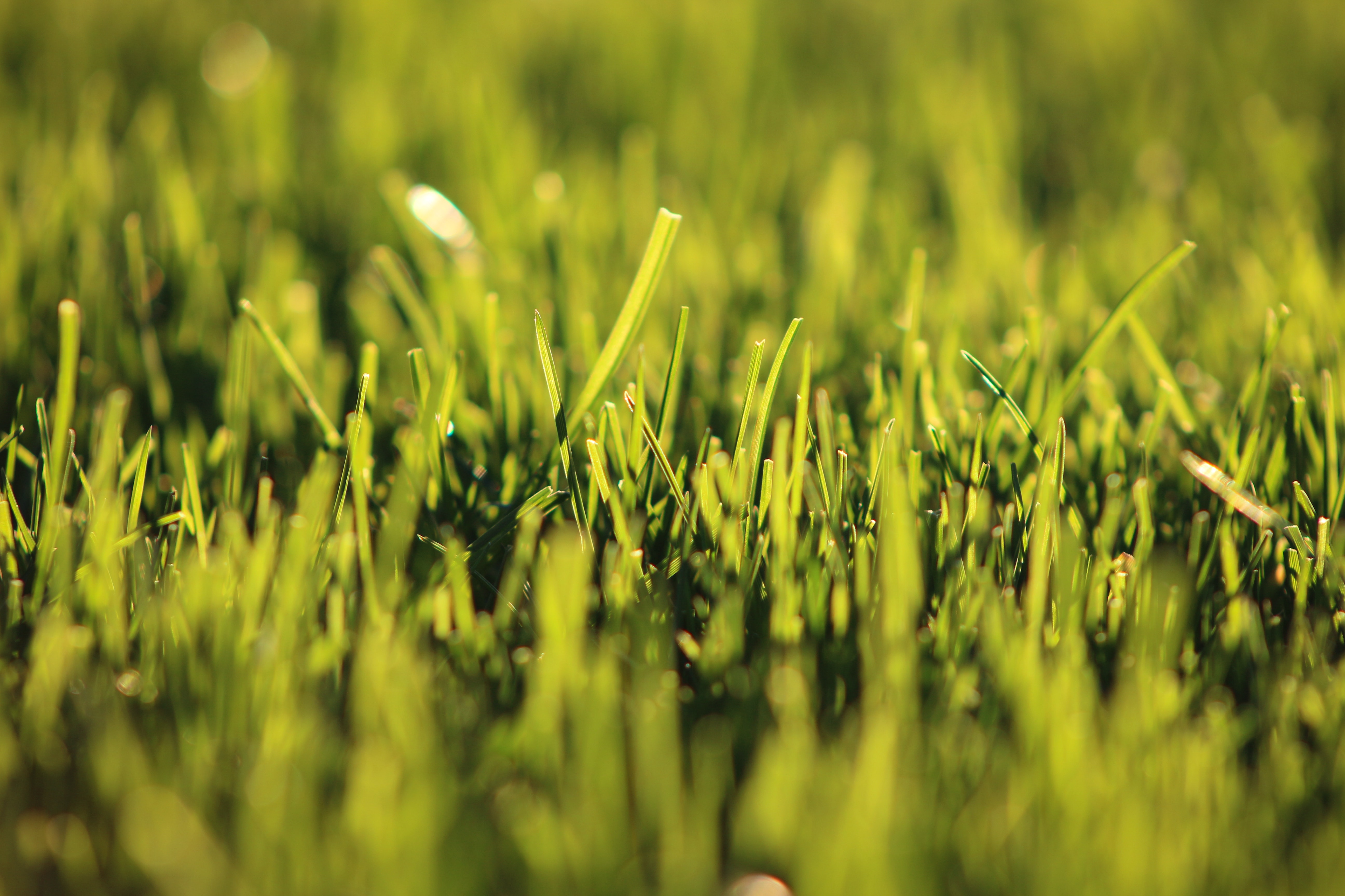 Shallow Focus Photography of Grass, Agriculture, Blade of grass, Blur, Close-up, HQ Photo