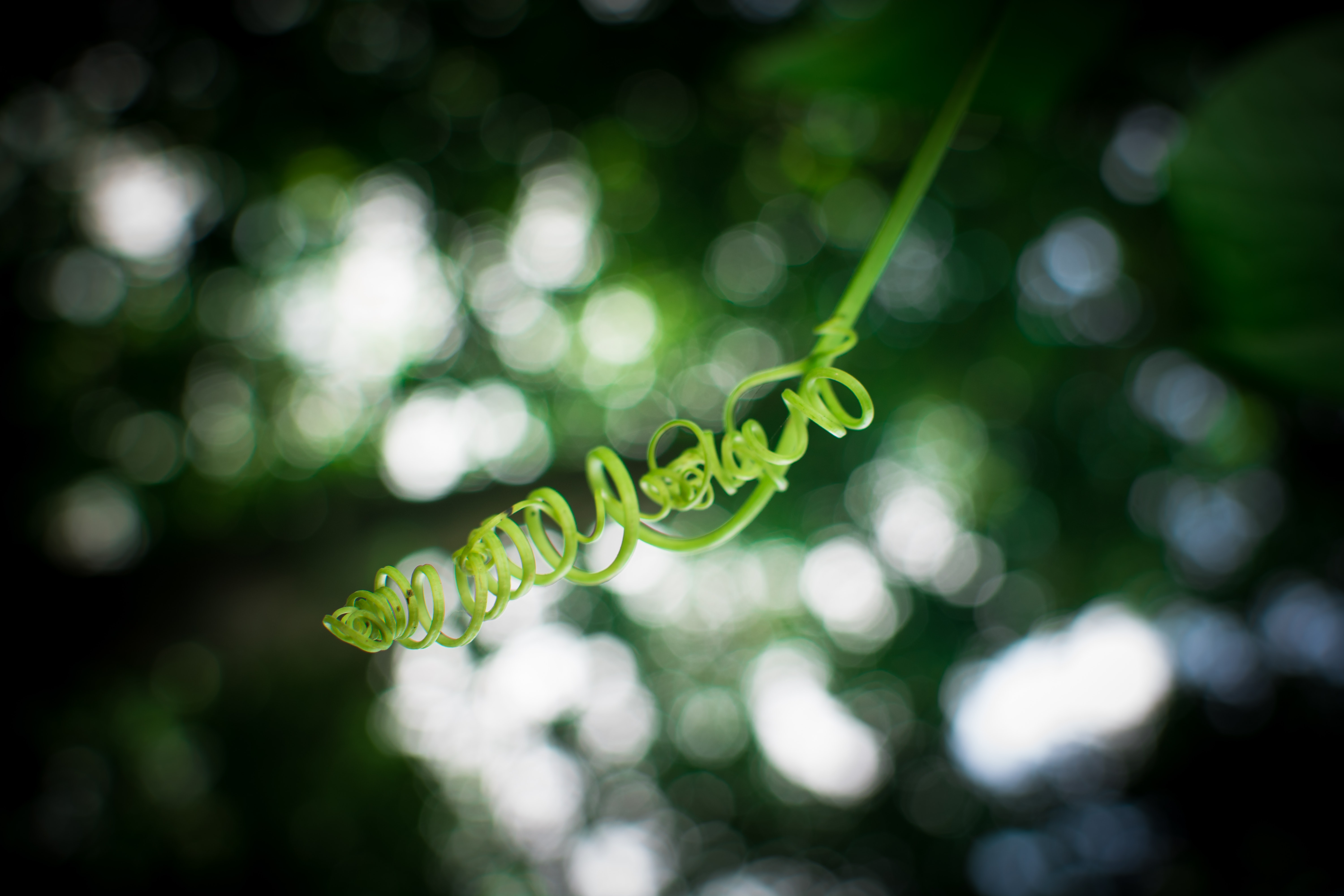 Shallow focus photography of green plant