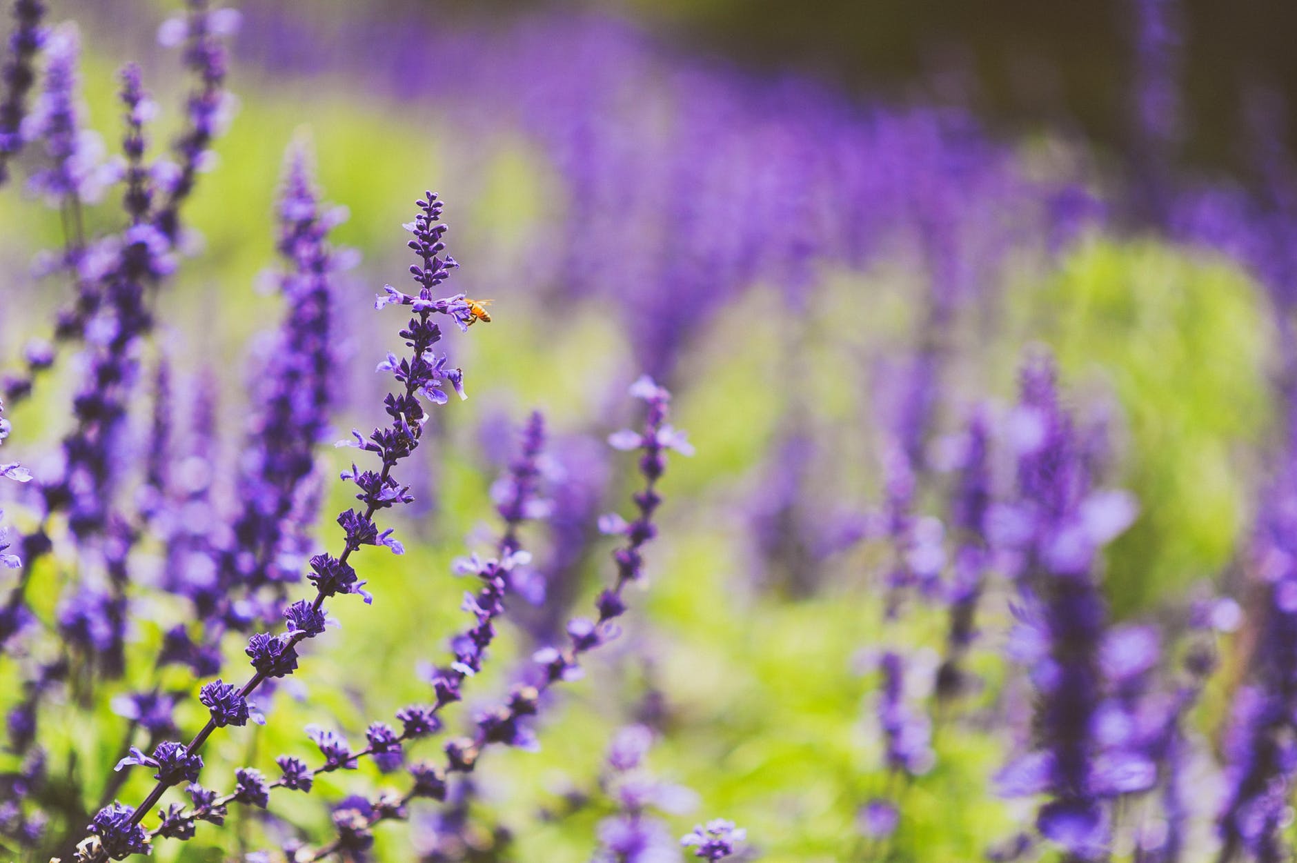 Shallow focus photography of lavenders