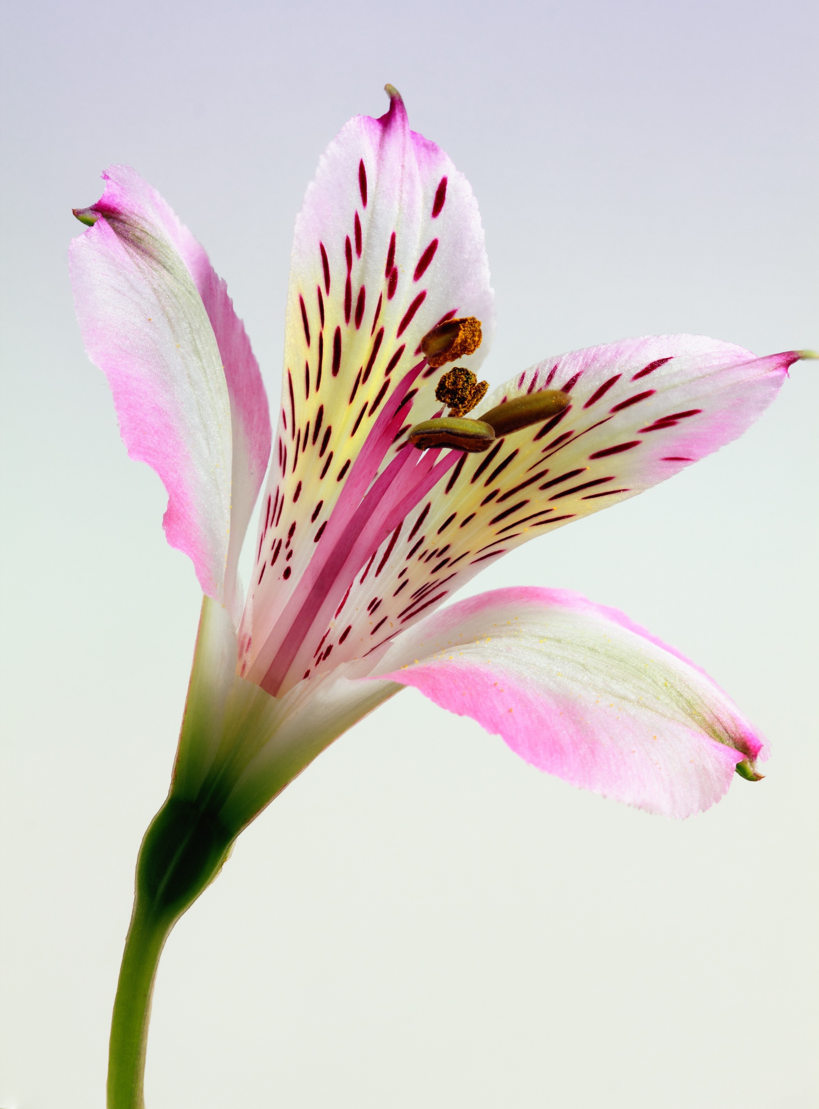 Shallow Focus Photography of Pink and White Petal Flower, Lily, Stamen, Pollen, Pink, HQ Photo