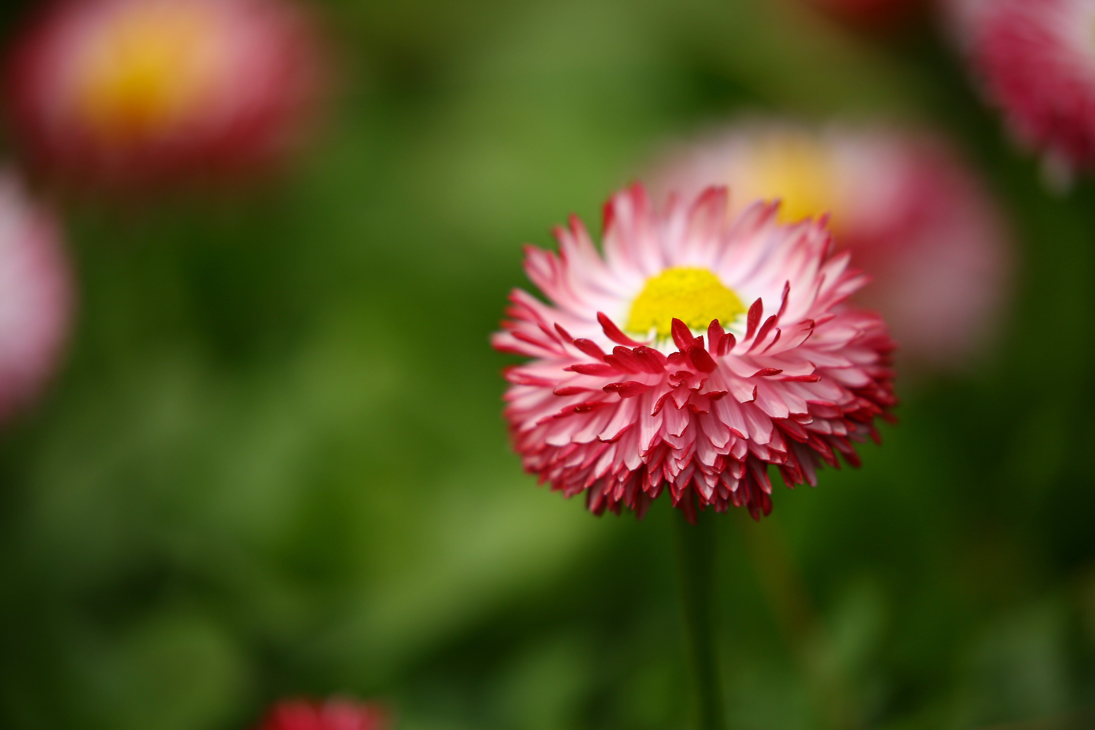 Shallow focus photography of pink flowers