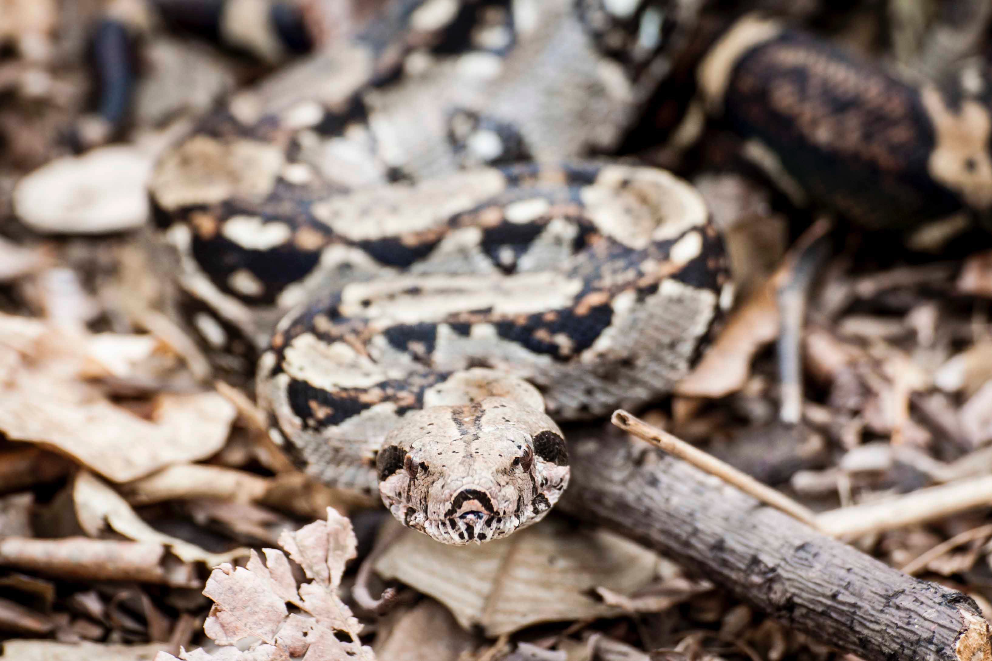 Shallow Focus Photography of Python, Python, Wood, Wildlife, Viper, HQ Photo