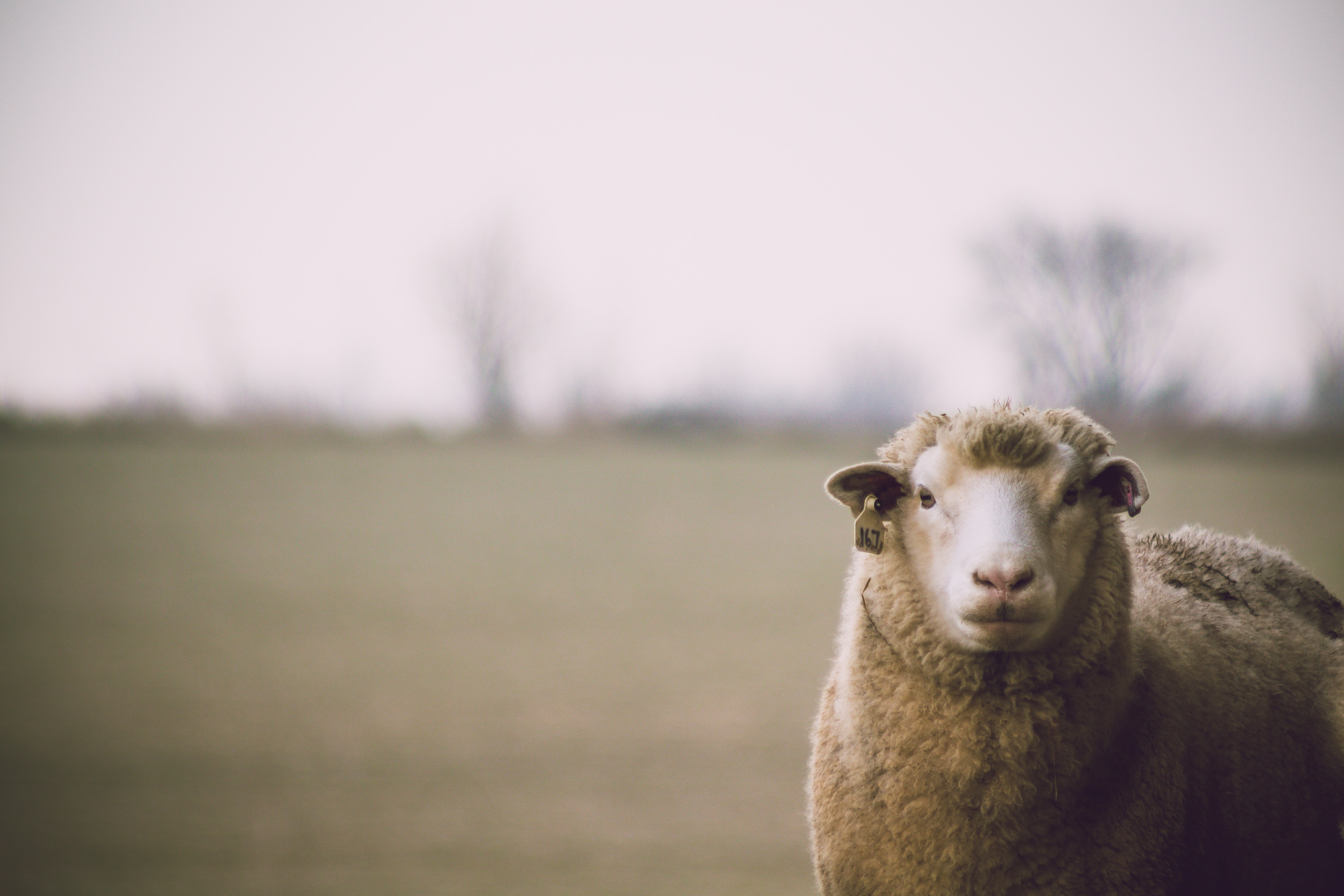 Shallow focus photography of sheep