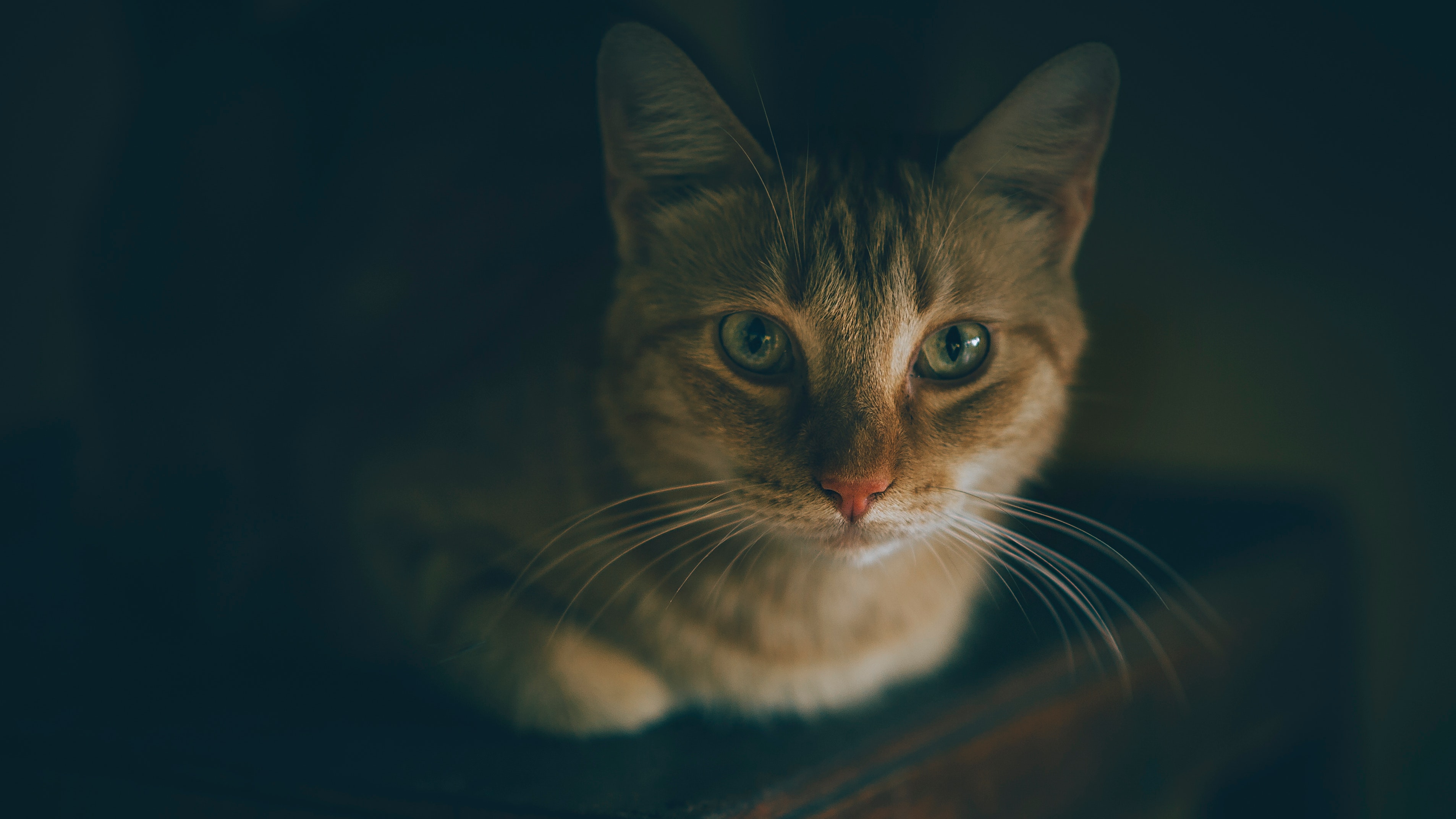 Shallow focus photography of tabby cat
