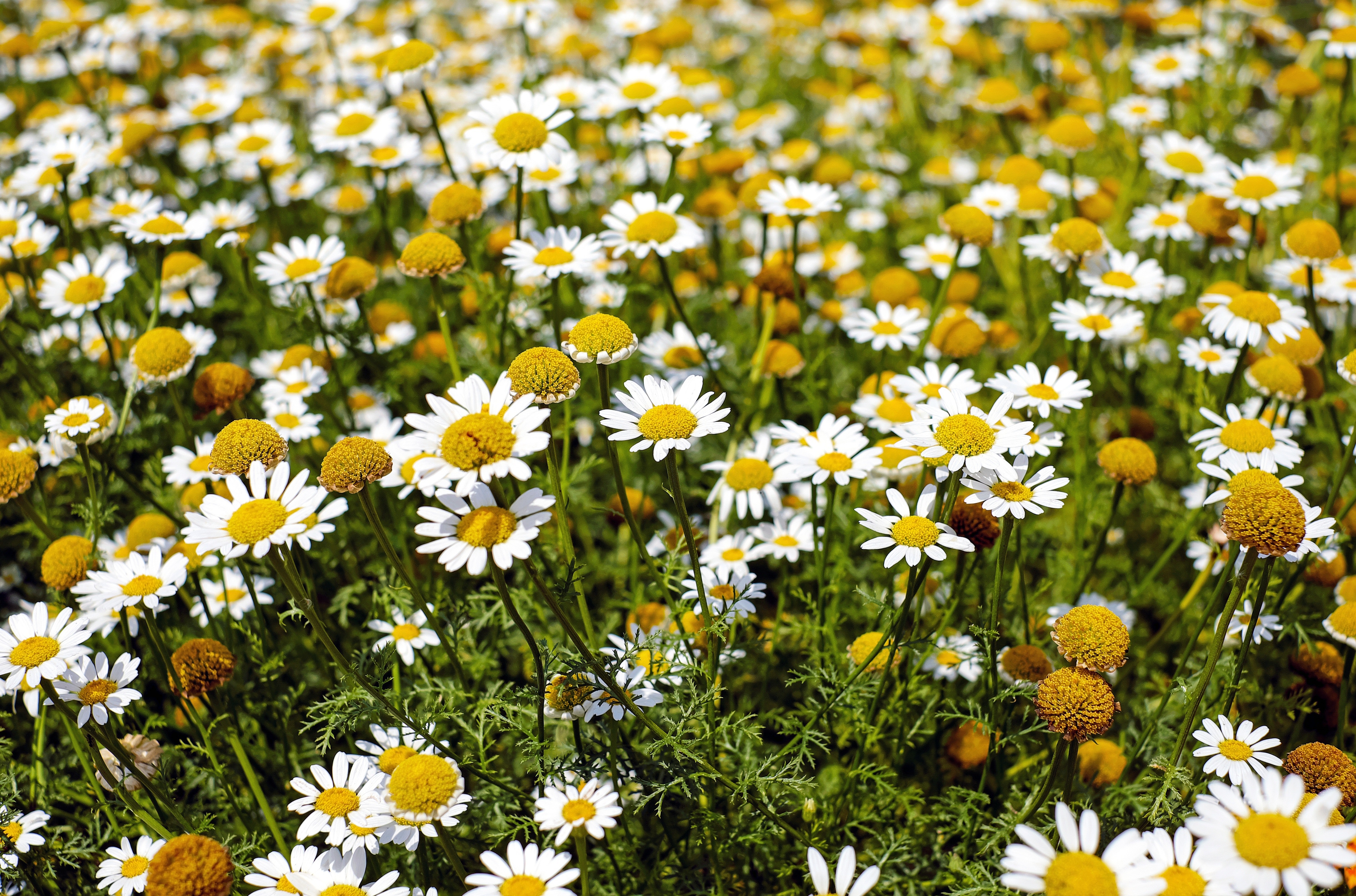 Shallow Focus Photography of Yellow and White Flowers during Daytime, Bloom, Growth, Summer, Season, HQ Photo