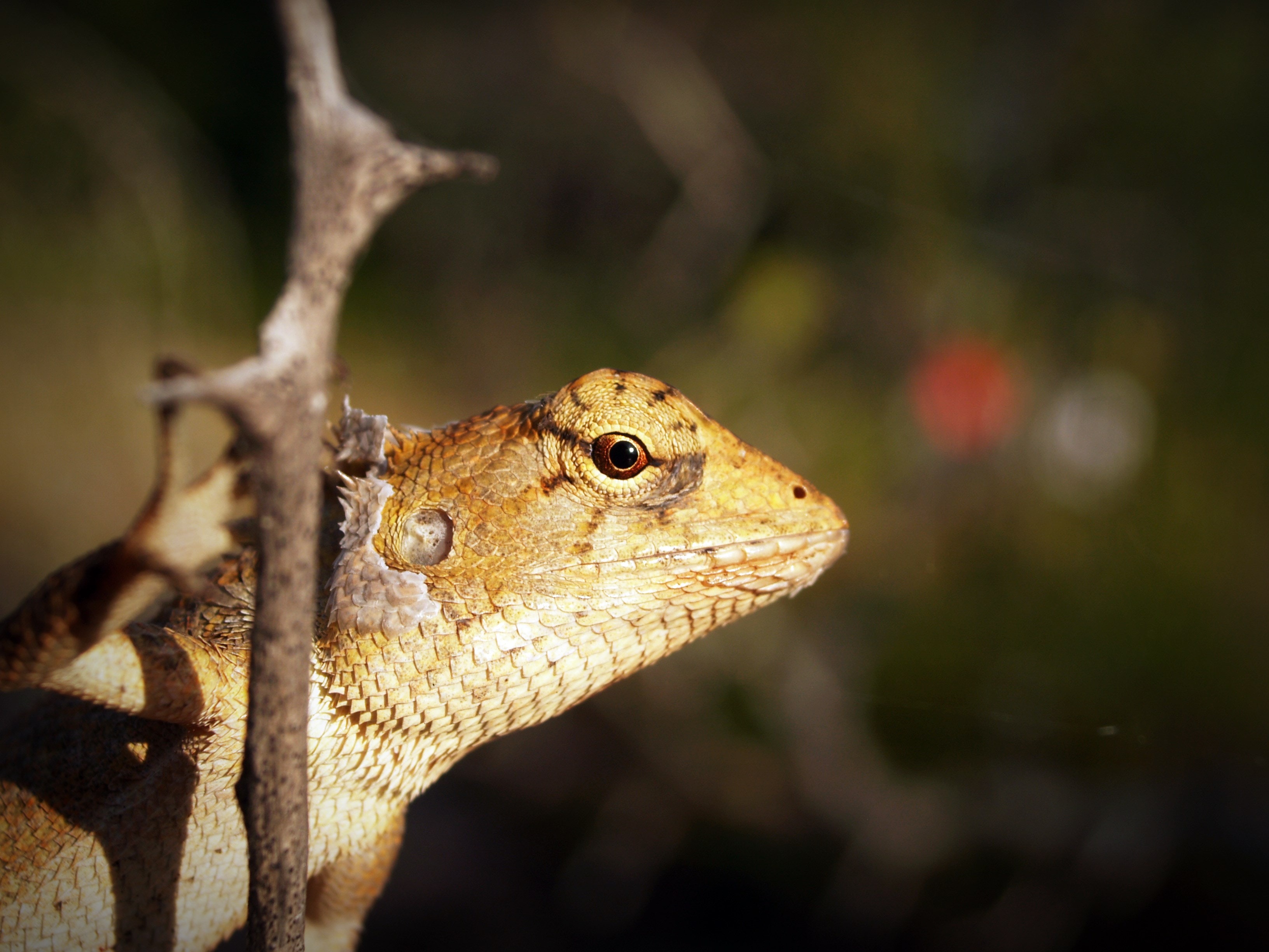 Shallow focus photography of yellow and white lizard clinging on tree branch