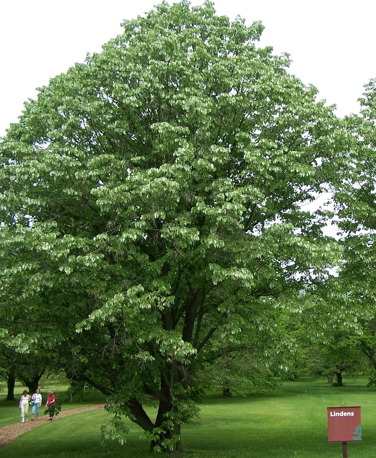 How to Grow: Linden- Growing and Caring for Linden