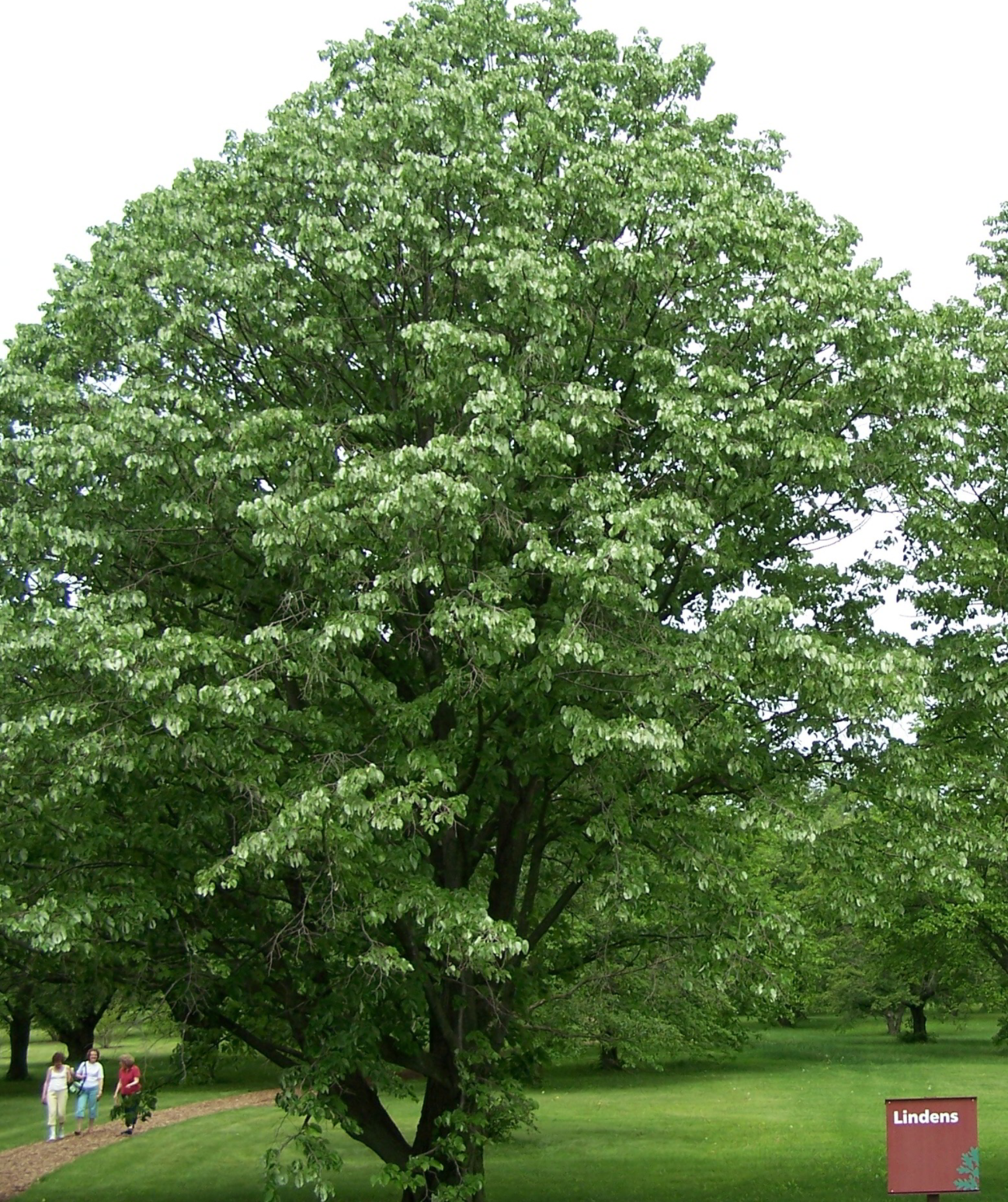 Know Your Trees: Linden Trees | The Georgetown Metropolitan