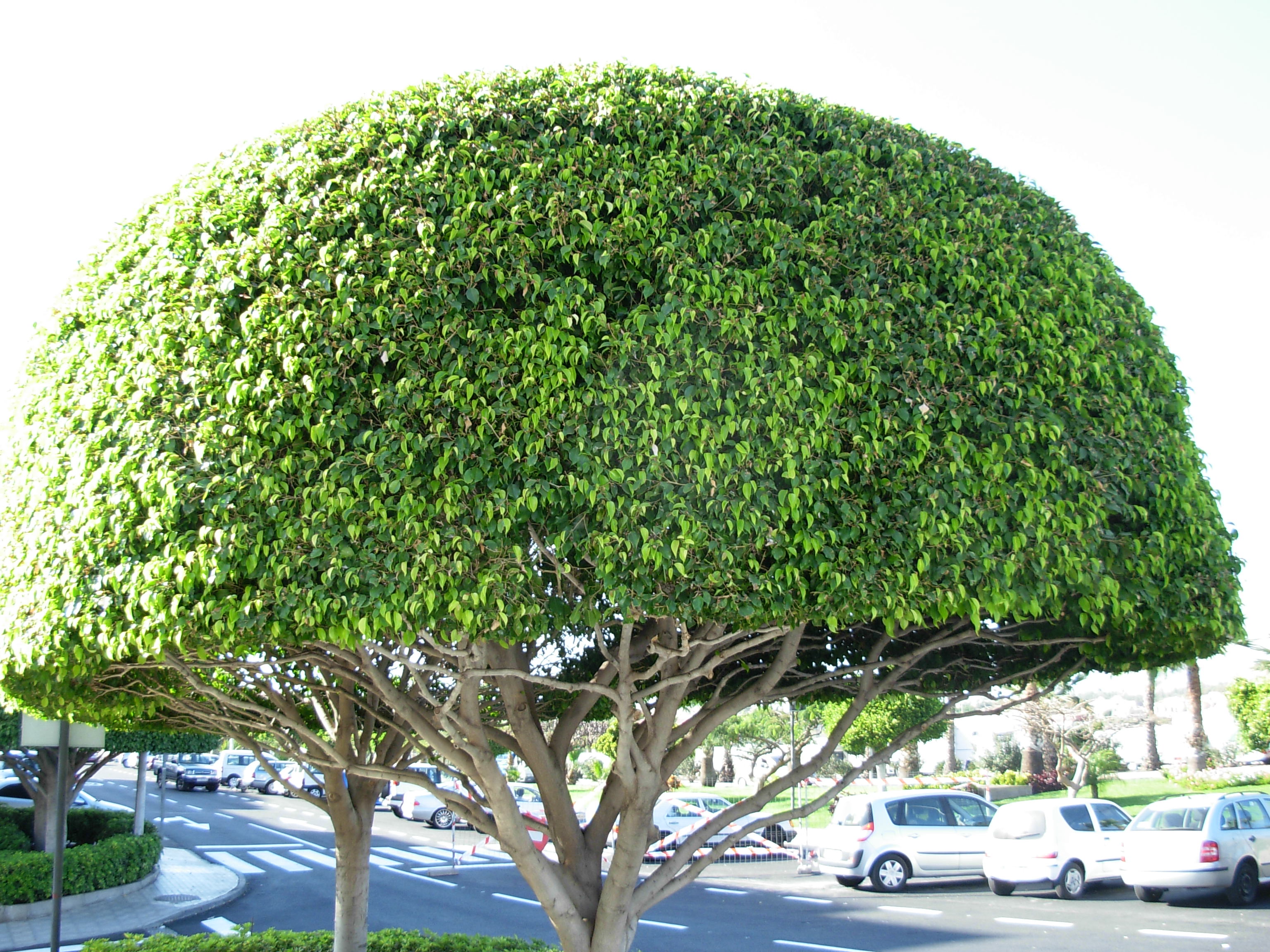 File:Shaped tree Tenerife.JPG - Wikimedia Commons