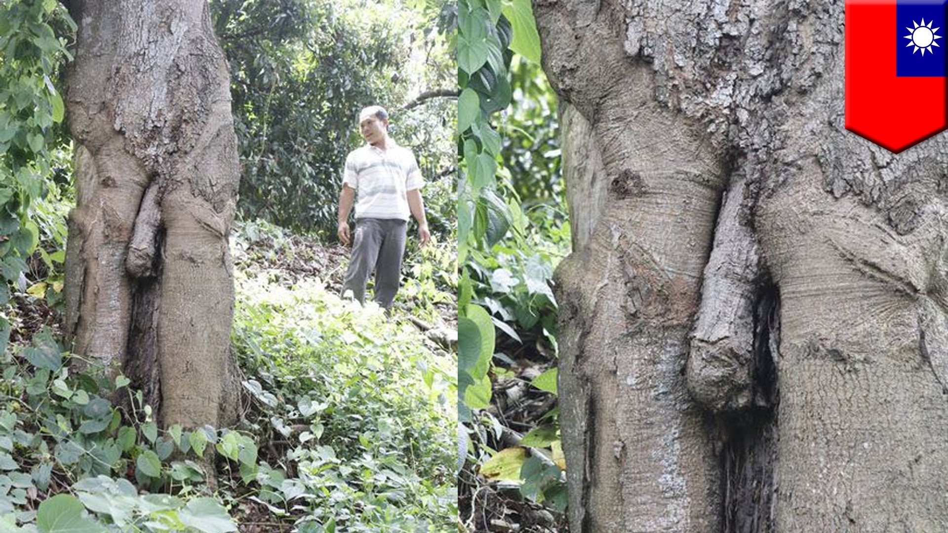 Weird penis-shaped tree grows in Taiwan leaves tourists in awe ...