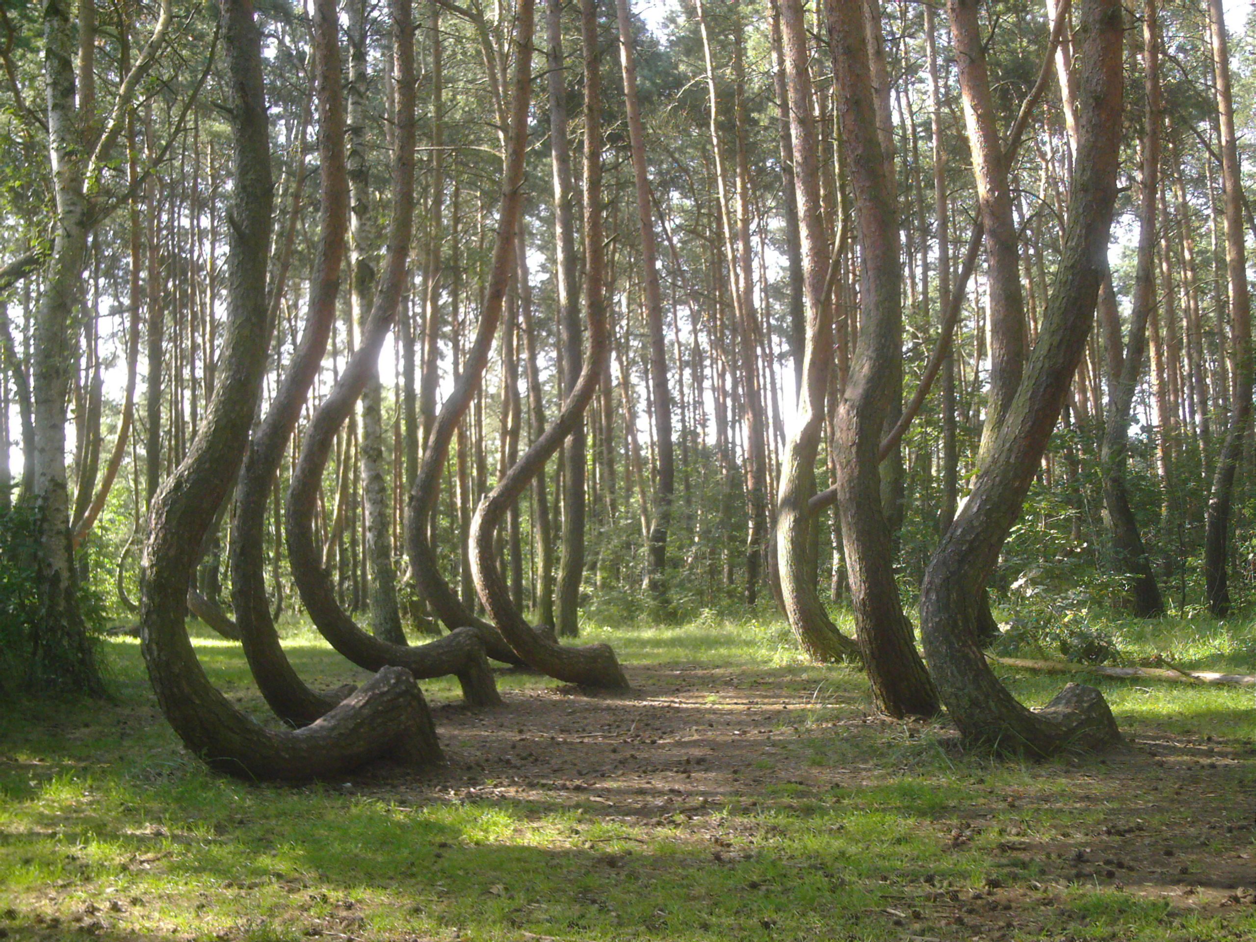 These are odd hook-shaped trees in Crooked Forest, Poland [Amazing ...