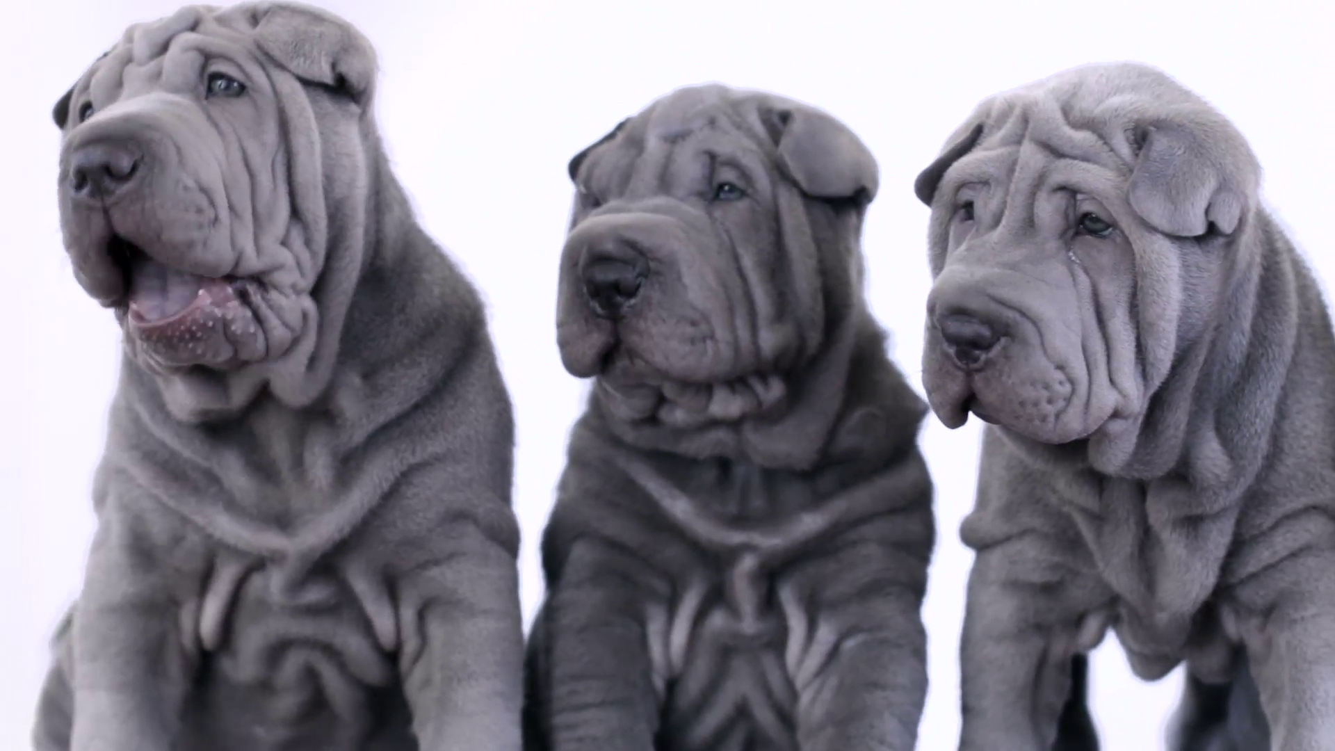 Four Shar Pei Puppies Sitting in the Studio. Shar Pei dogs looking ...