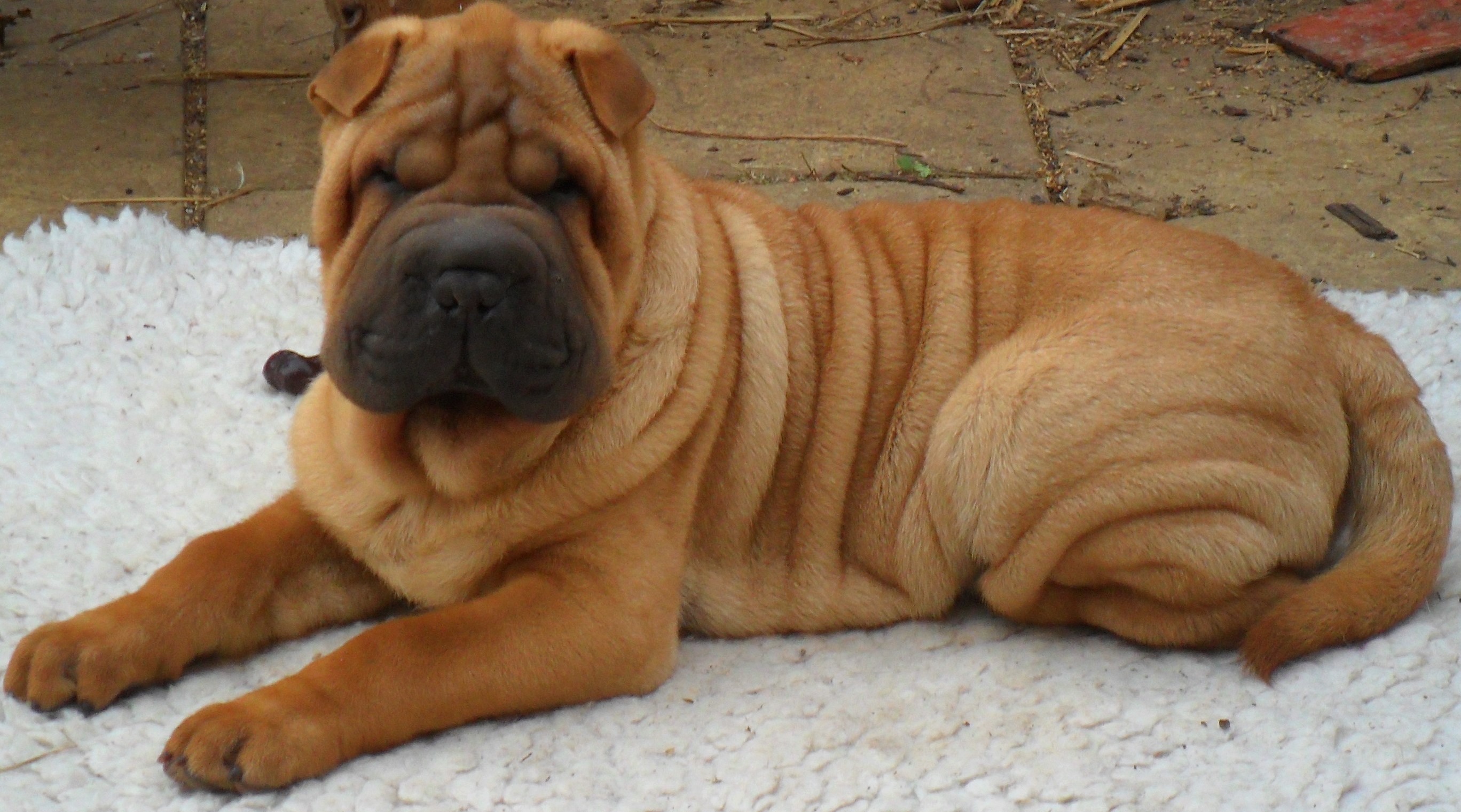 Shar Pei dogs - all you need to know - Shar Pei Zone