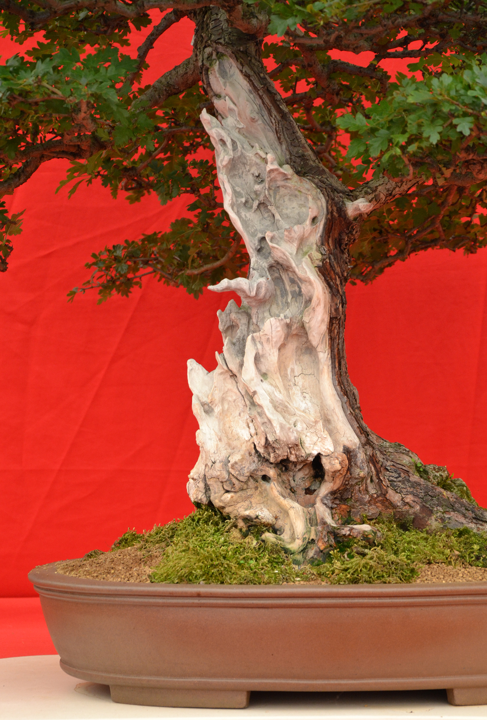 Shari on bonsai tree photo