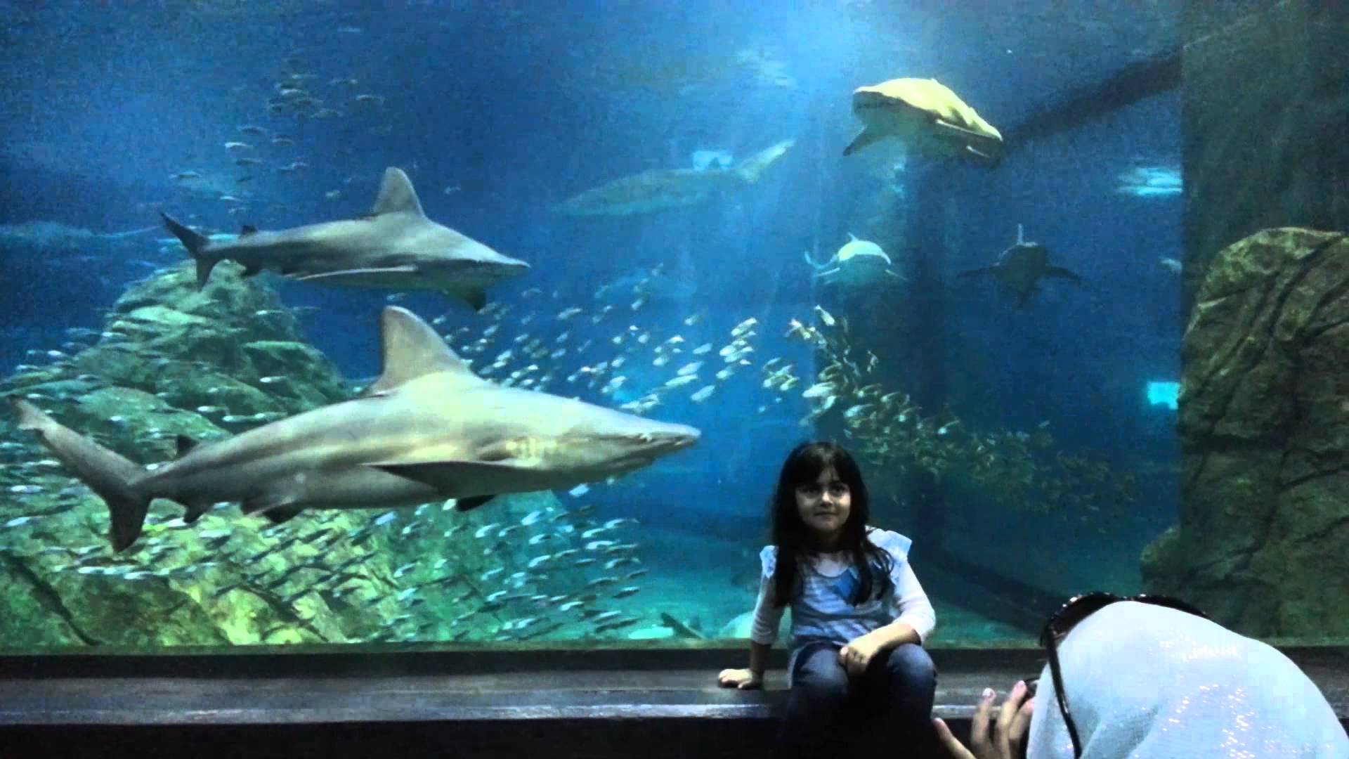 Adventure Aquarium - Shark Tunnel - YouTube