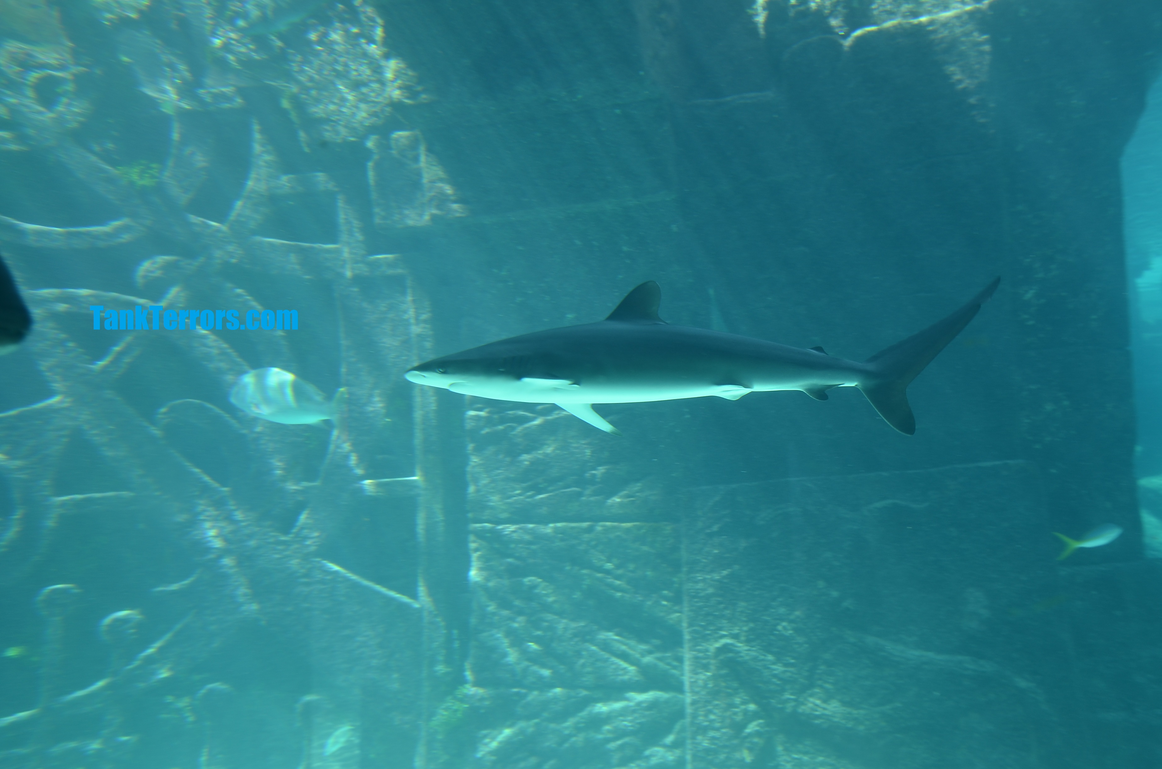 home aquarium sharks