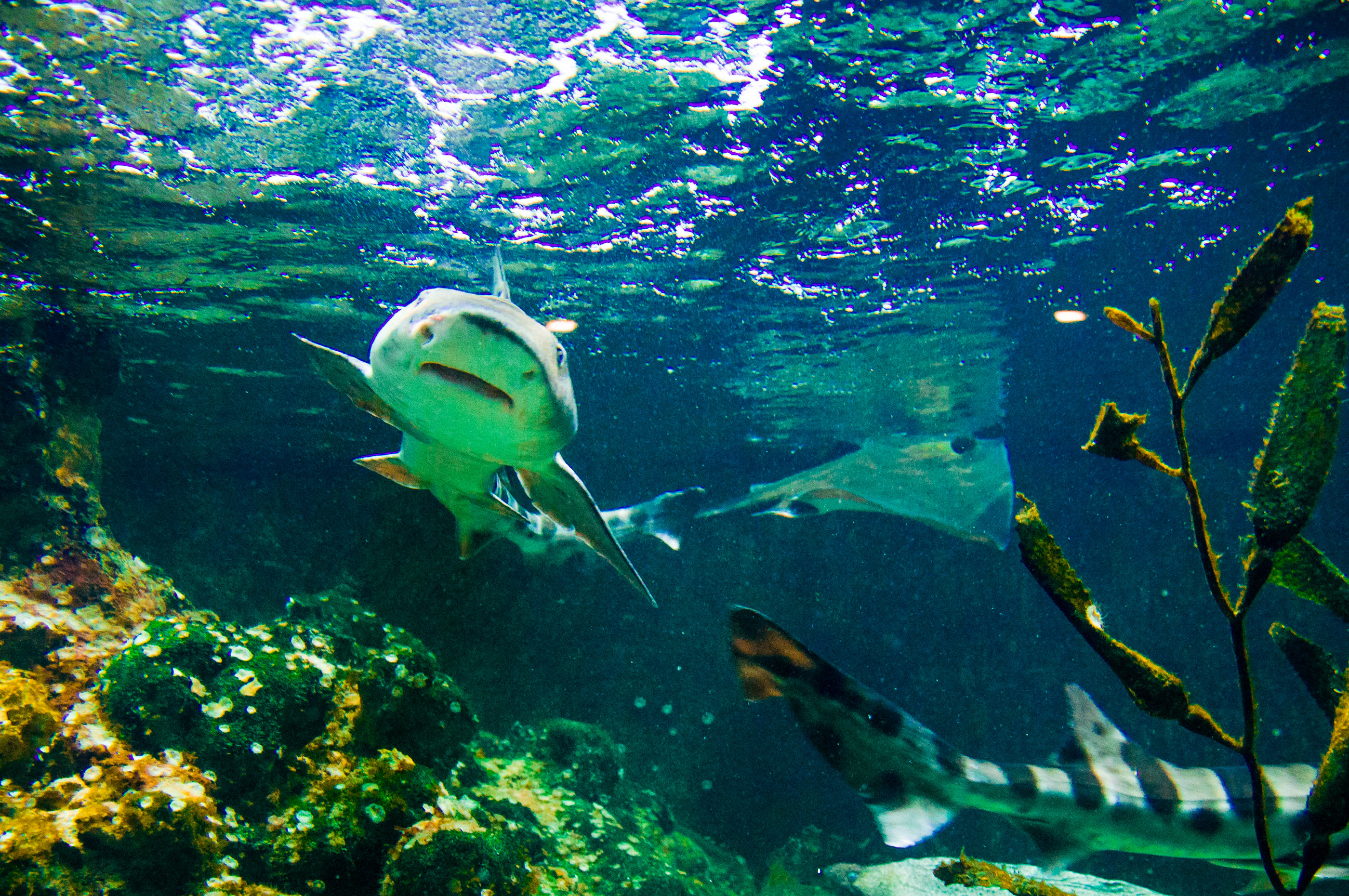 Shark swimming photo