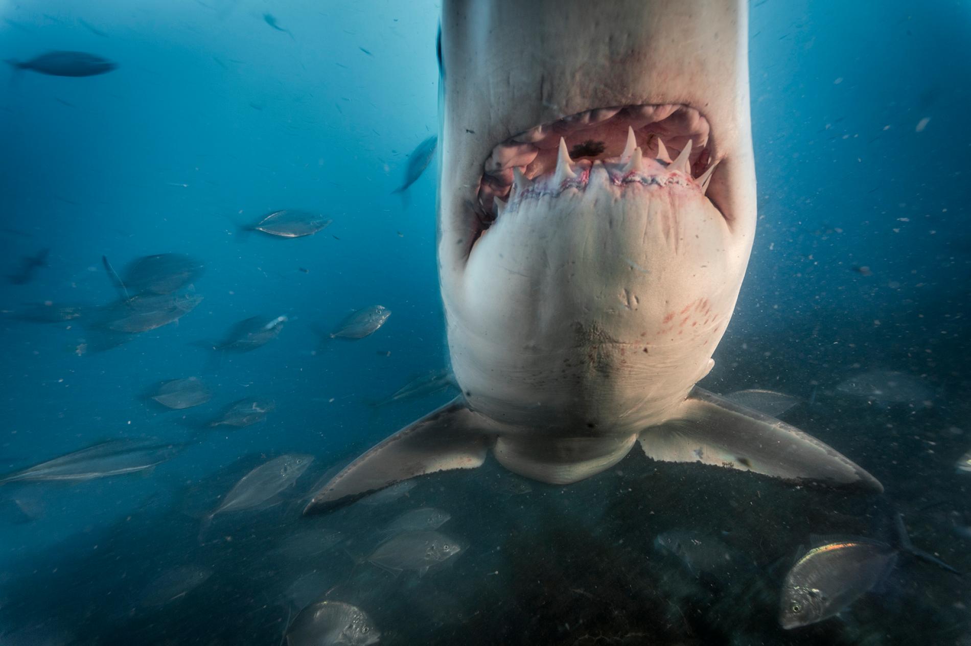 Shark Attacks—And The Science Behind Our Fear of Them