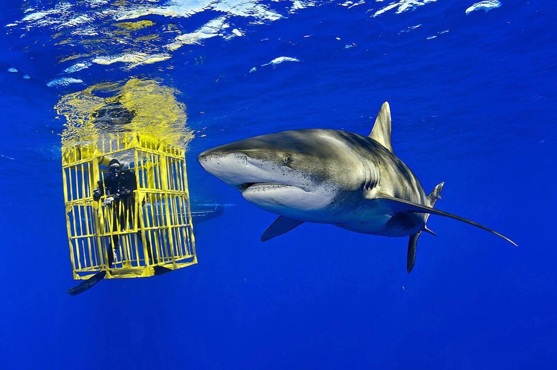 Why Video of Shark in Diver Cage May Show Positive Trend for Shark ...